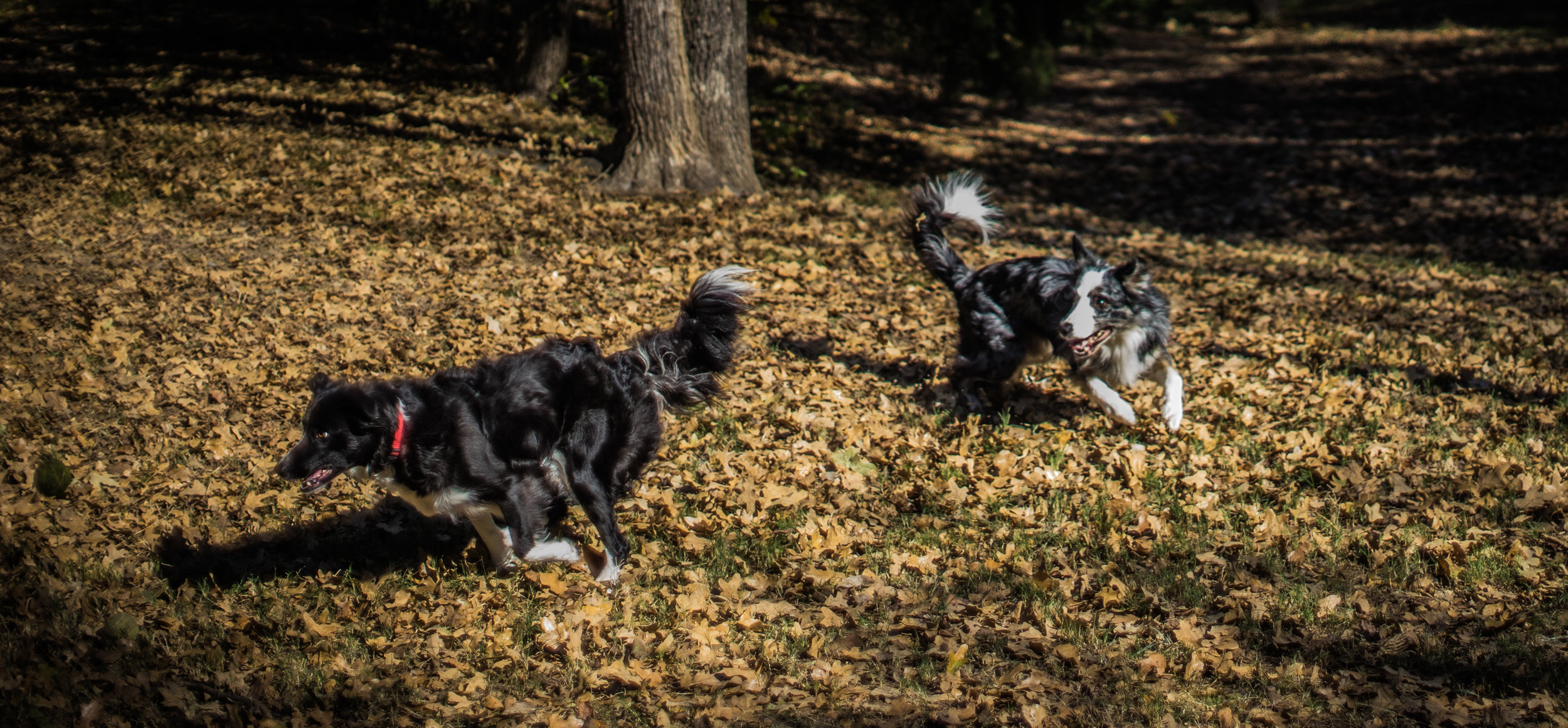 Copy of Energizer “Border “