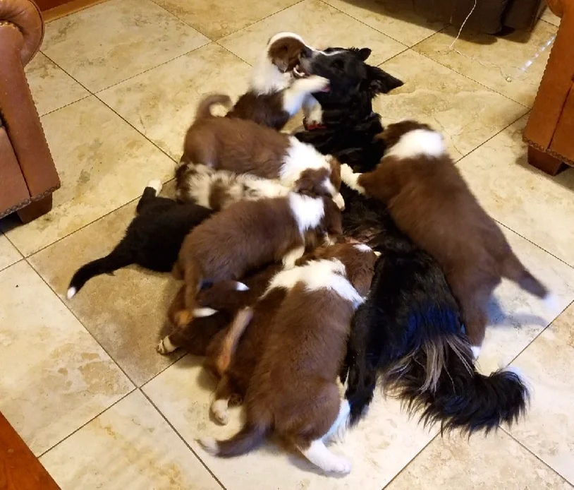 border collie stories