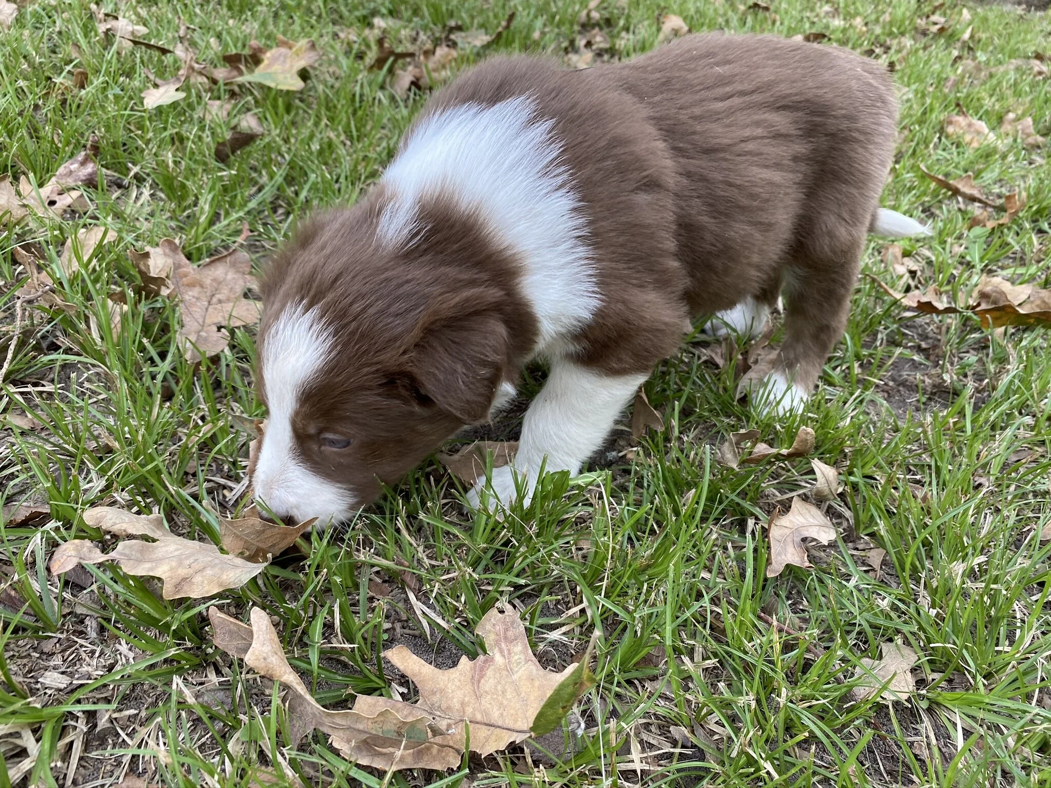 Zeppelin 