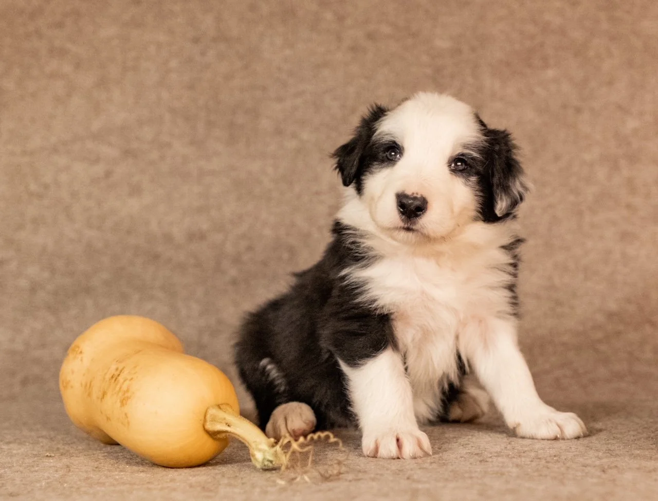 September 2021 Puppies