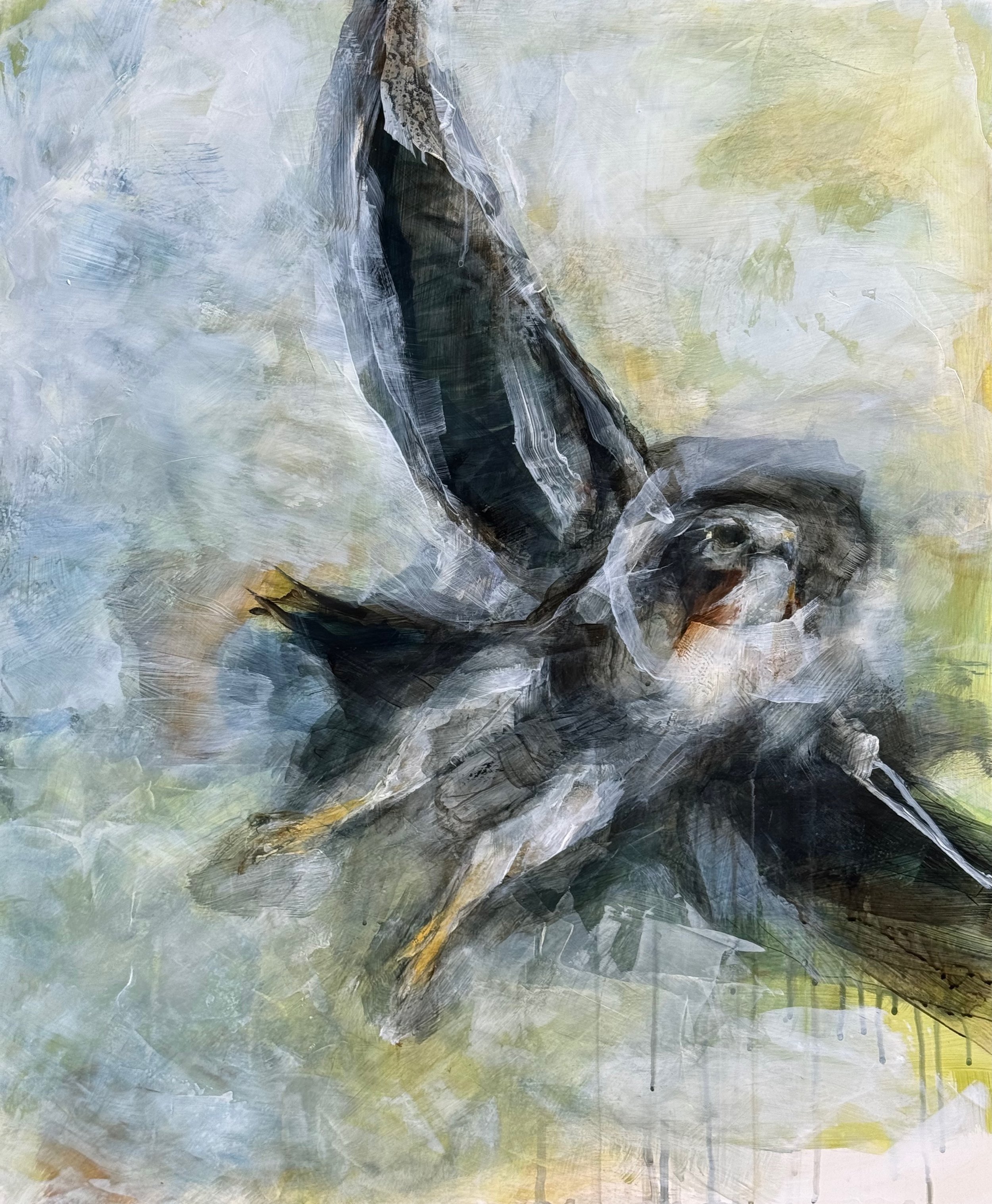 Spring Ode To A Prairie Falcon 