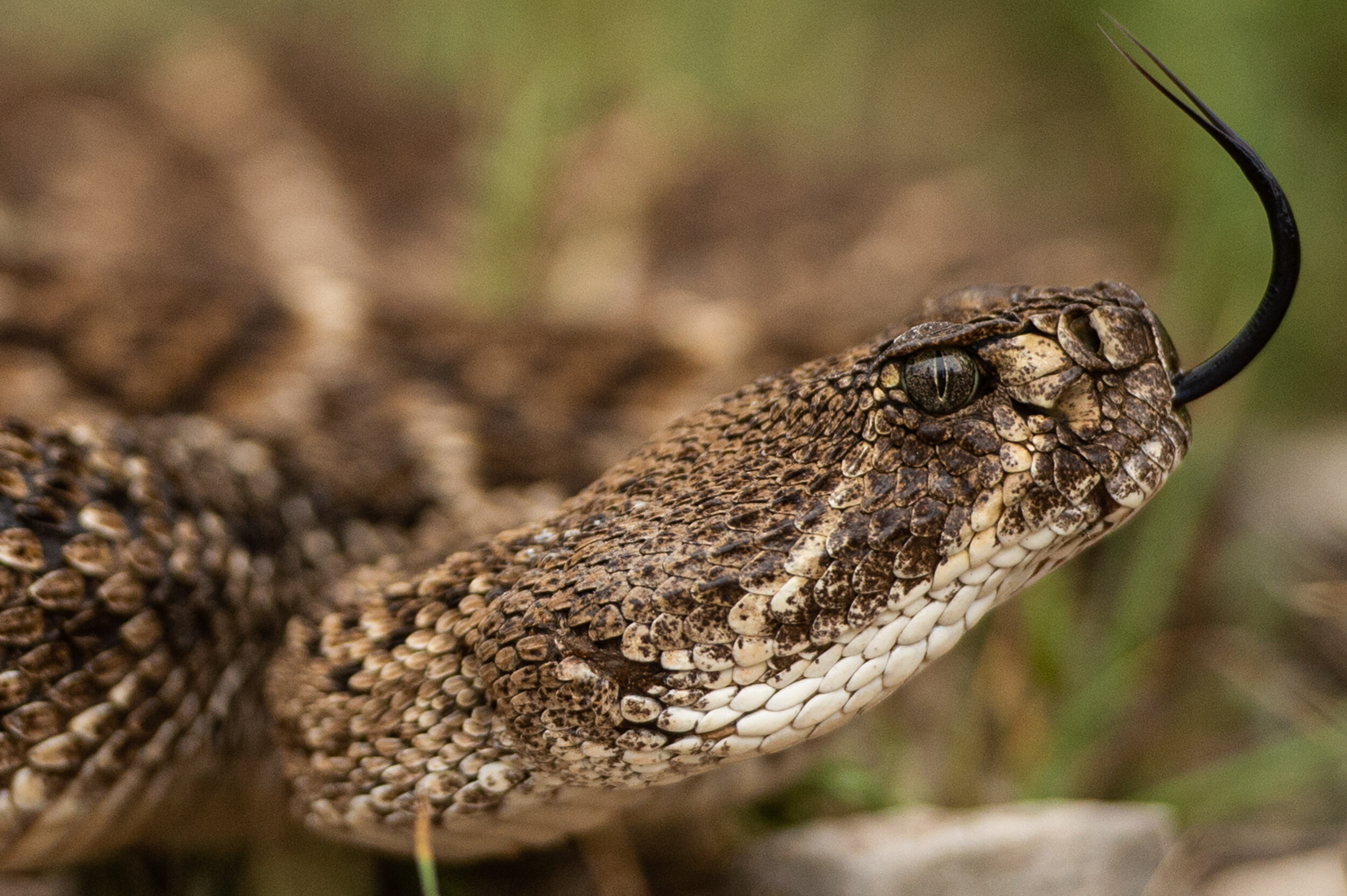  A Western Diamondback rattlesnake hisses and shakes its rattle on Wednesday, May 19, 2021, in Junction, Texas. 