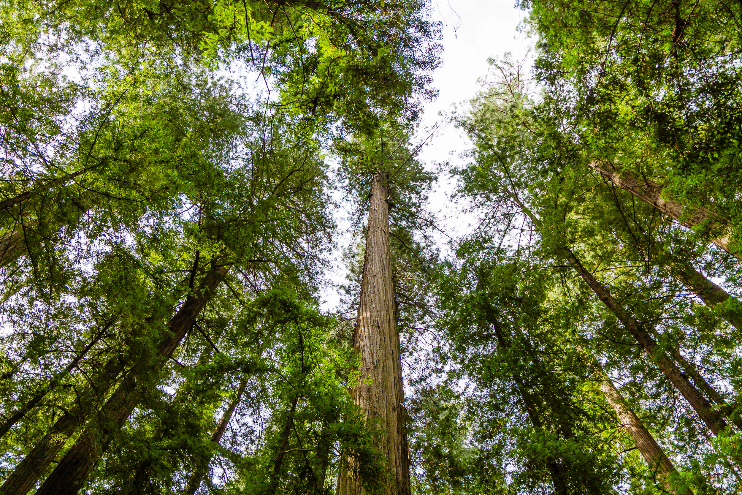Look Up!
