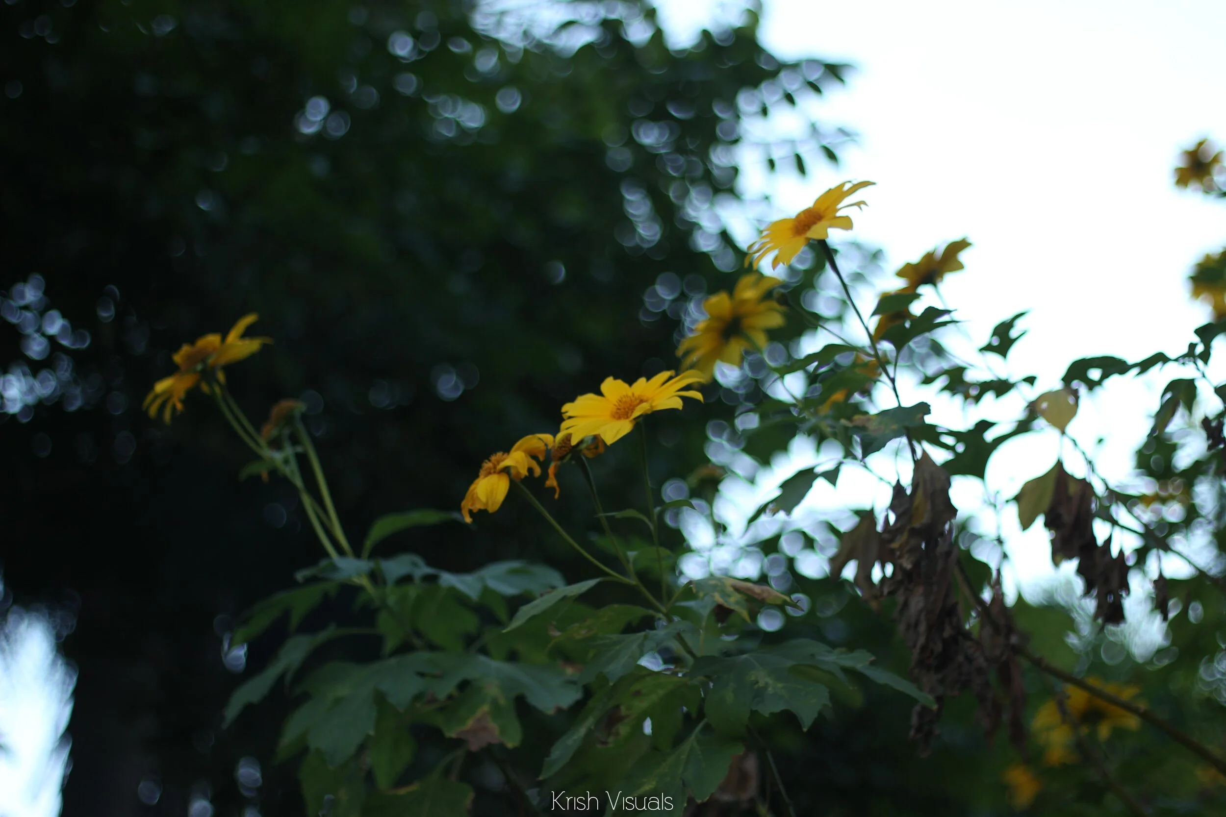 IMG_6249.jpg