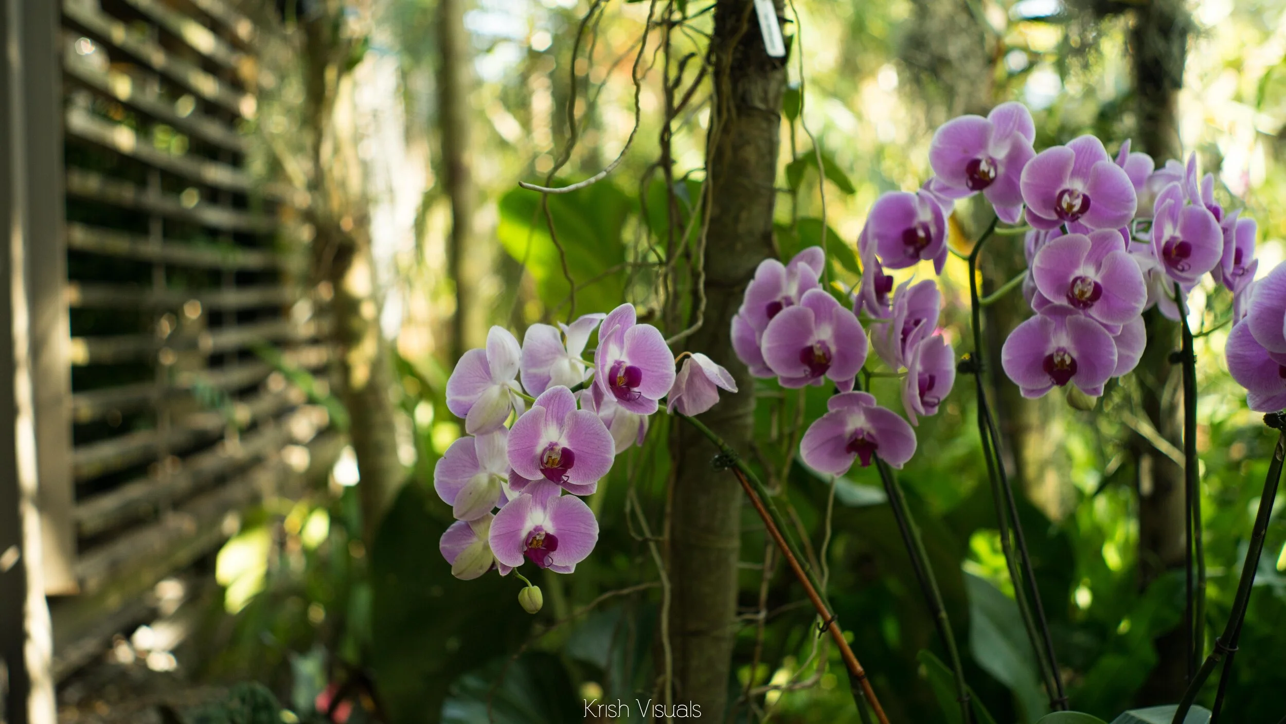 naples-botanical (11 of 44).jpg