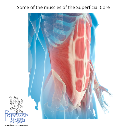 some of the muscles of the superficial core.png