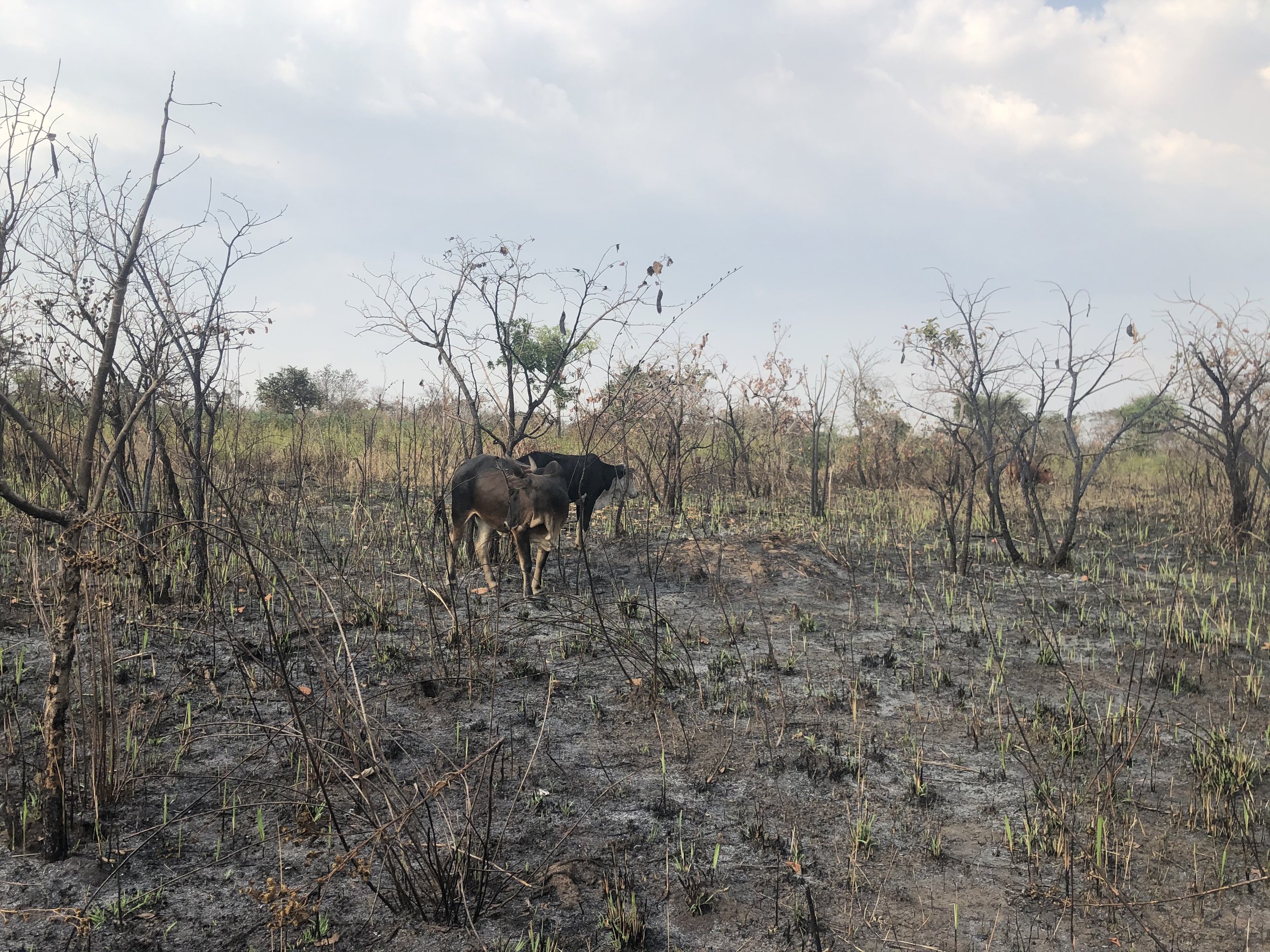 Cows strolling through the land after the bush grasses were burned for land clearing