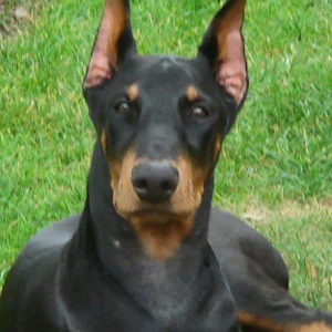 Henry
