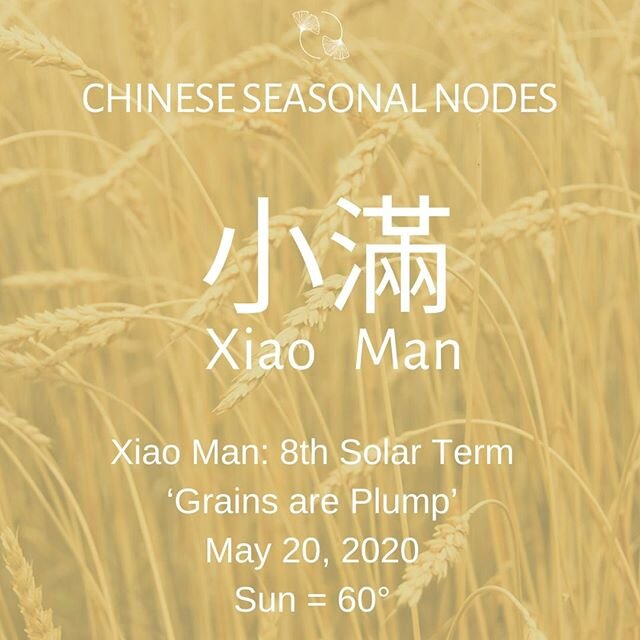 小 滿 Xiao Man #ChineseNodes 🌾⠀
⠀
Xiao Man occurs this year on May 20 and is known as &lsquo;Grains are Plump&rsquo;. ⠀
⠀
🌱It is the time of the year that summer crops like barley and wintry wheat are close to, but not absolutely mature. During this 