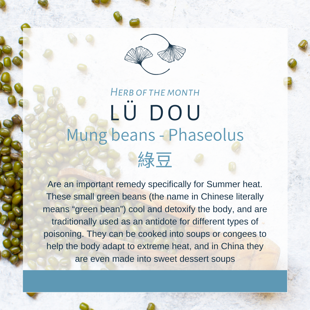 Herb of the Month: Lou Dou- Mung Bean, Phaseolus