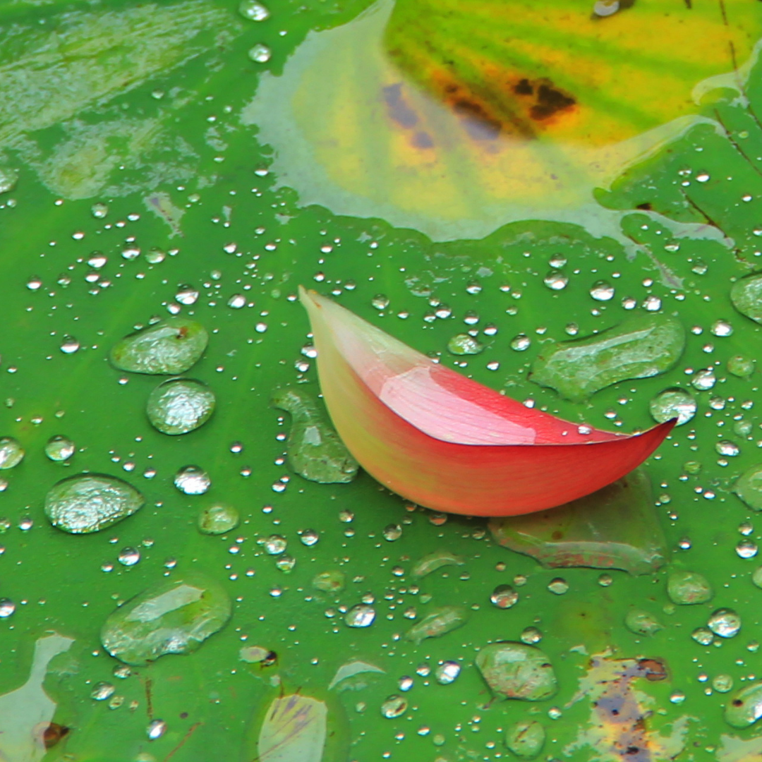 Recipes: Lian Zi/Lotus Seed
