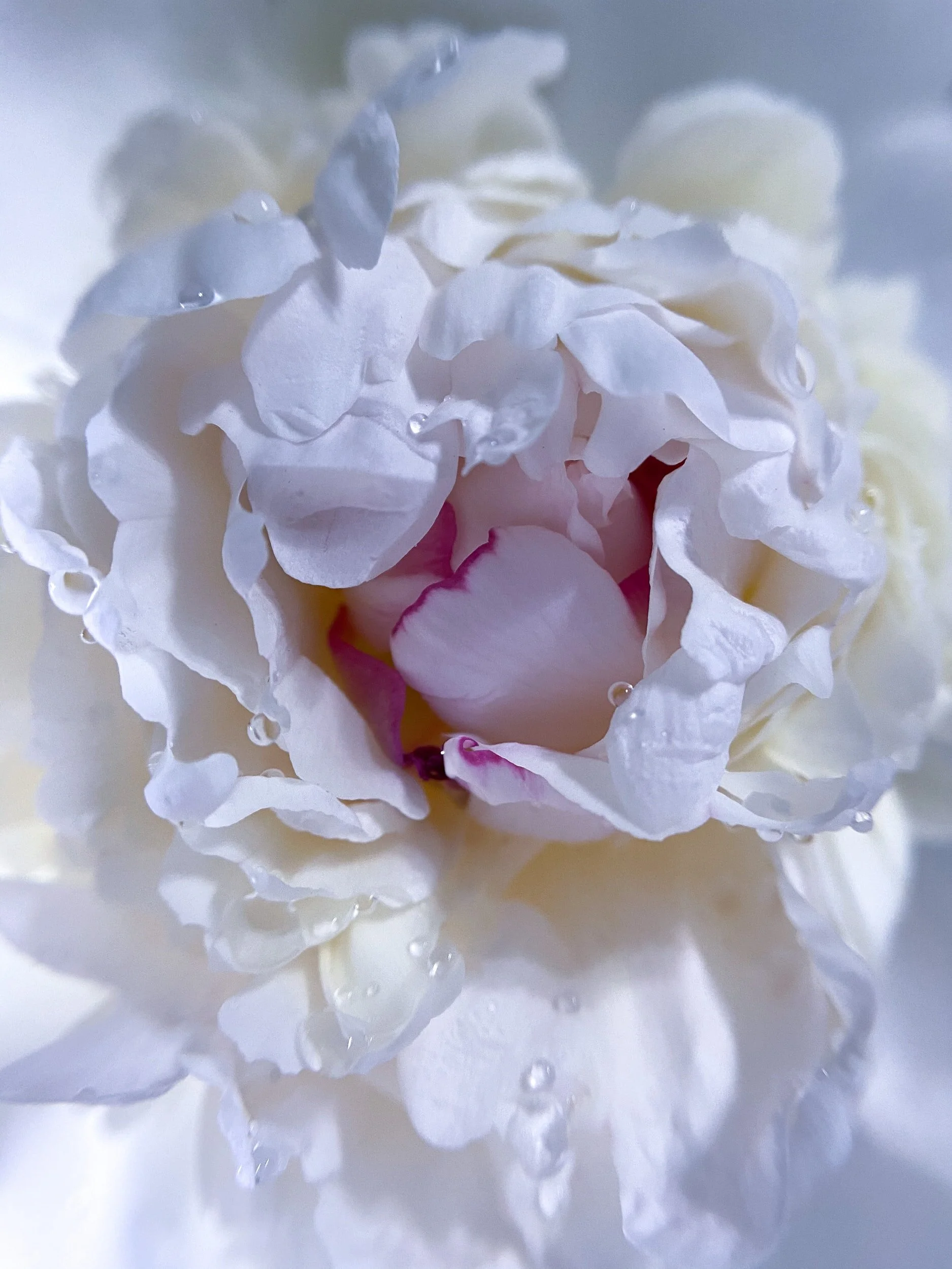 Herb of the Month: Bai Shao - White Peony Root