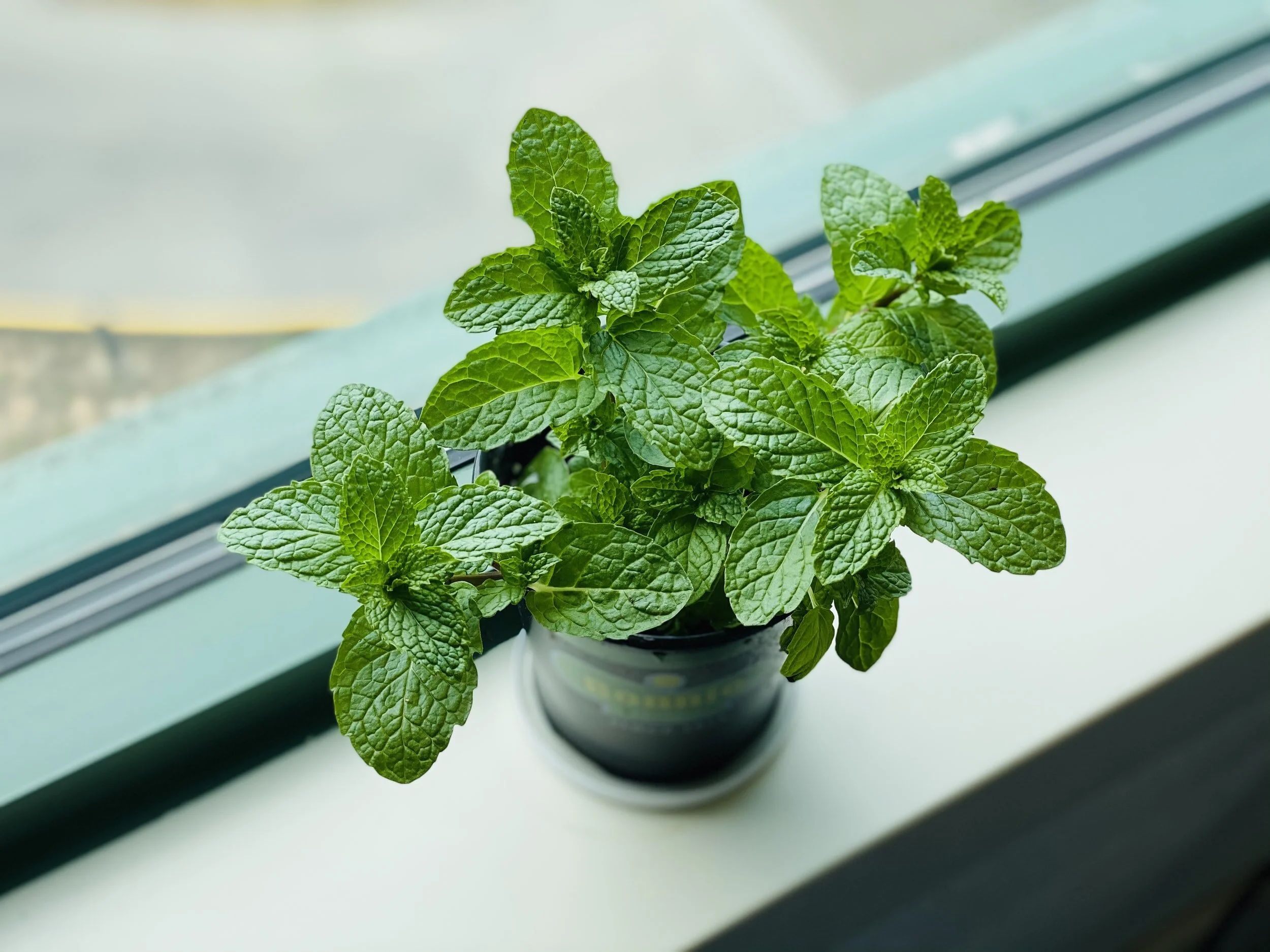 Herb of the Month: Bo He - Mint