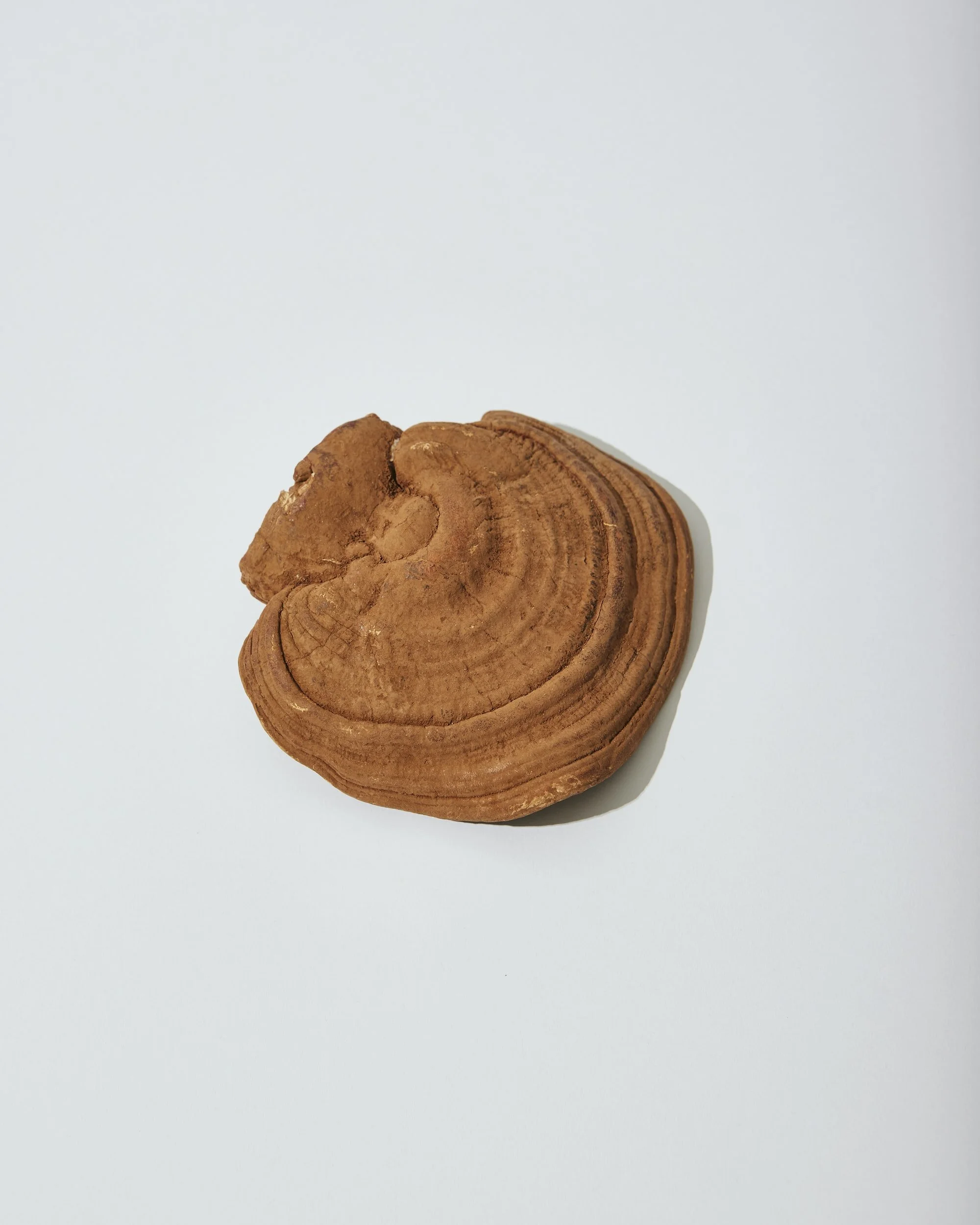 Herb of the Month: Ling Zhi 🍄  Reishi Mushroom