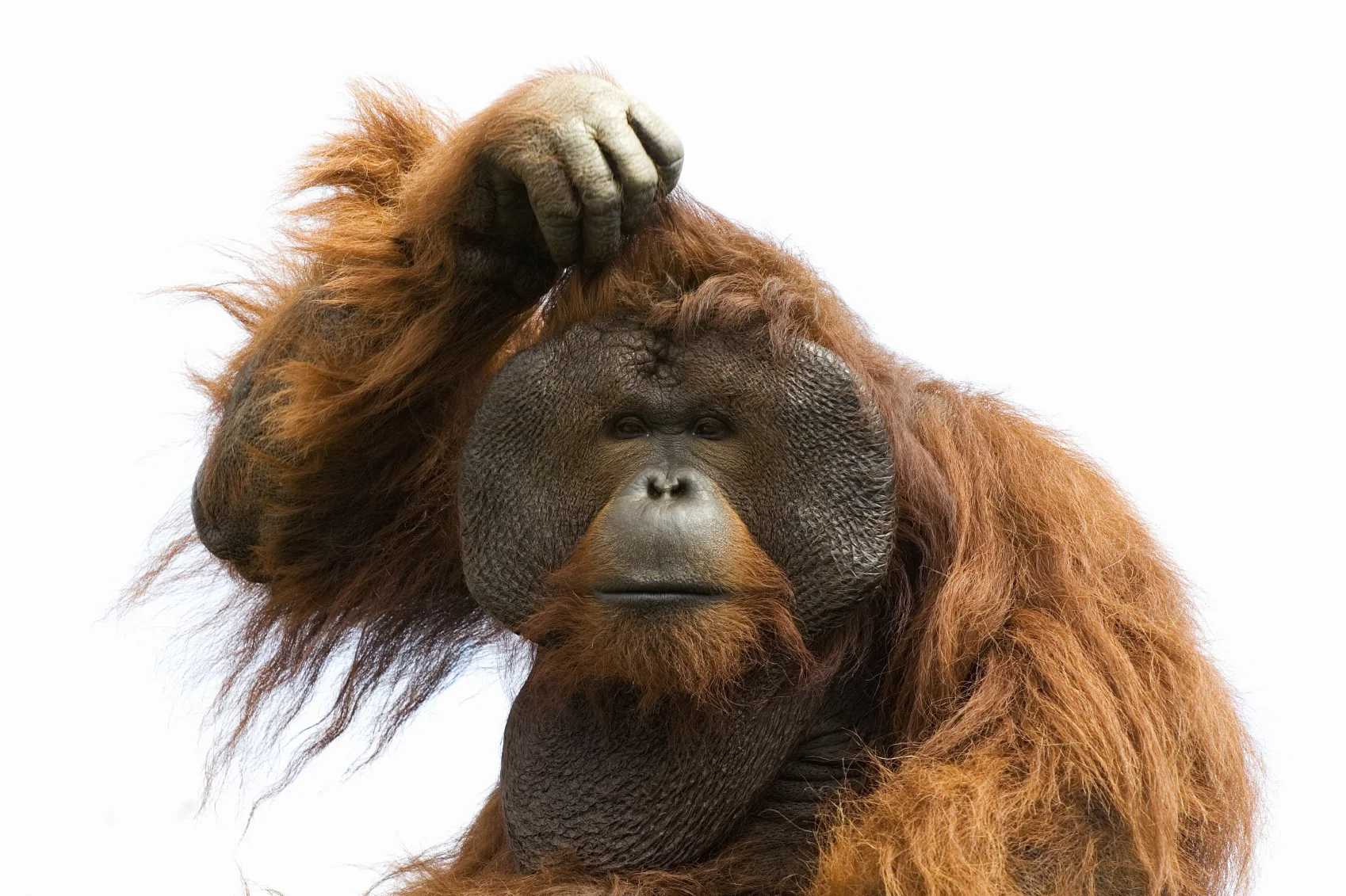 Monkey-See-Medium.jpg