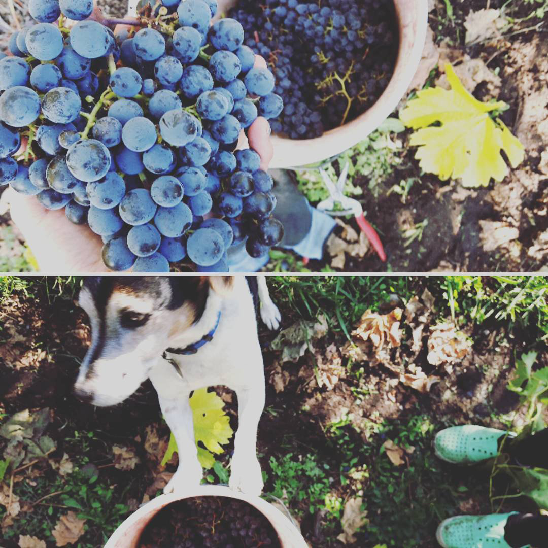 harvest.jpeg