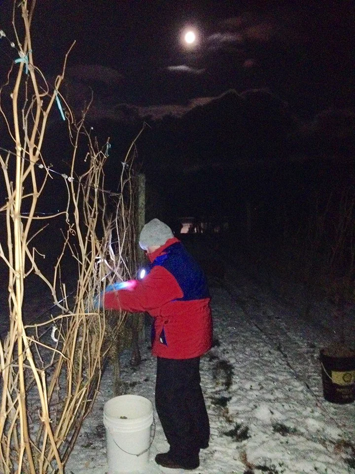 Arrowleaf's First Icewine Harvest
