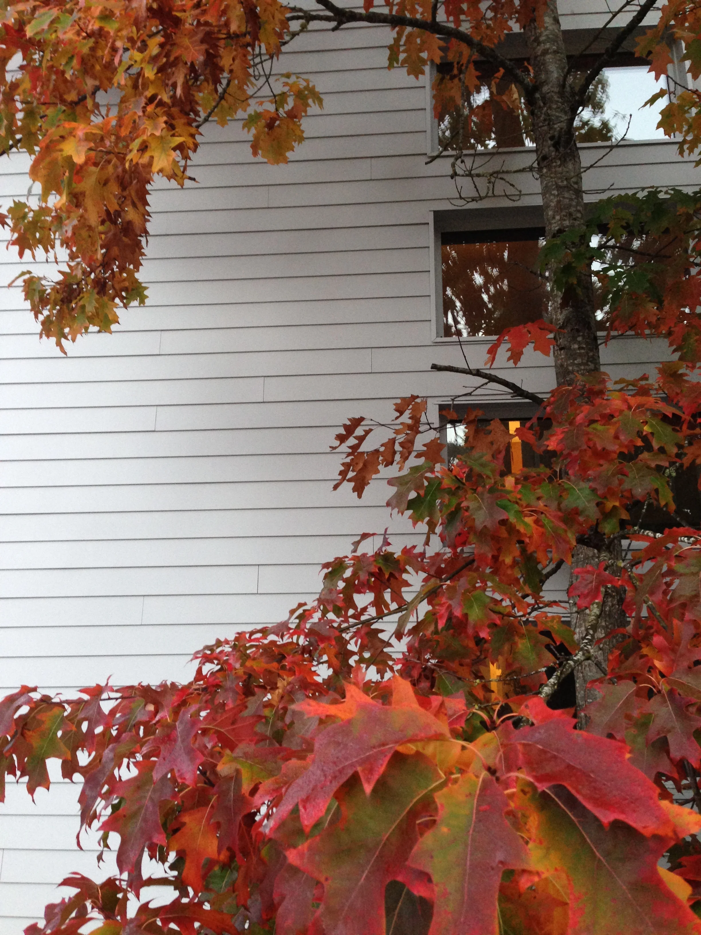 3220 kincaid_windows_fall.JPG