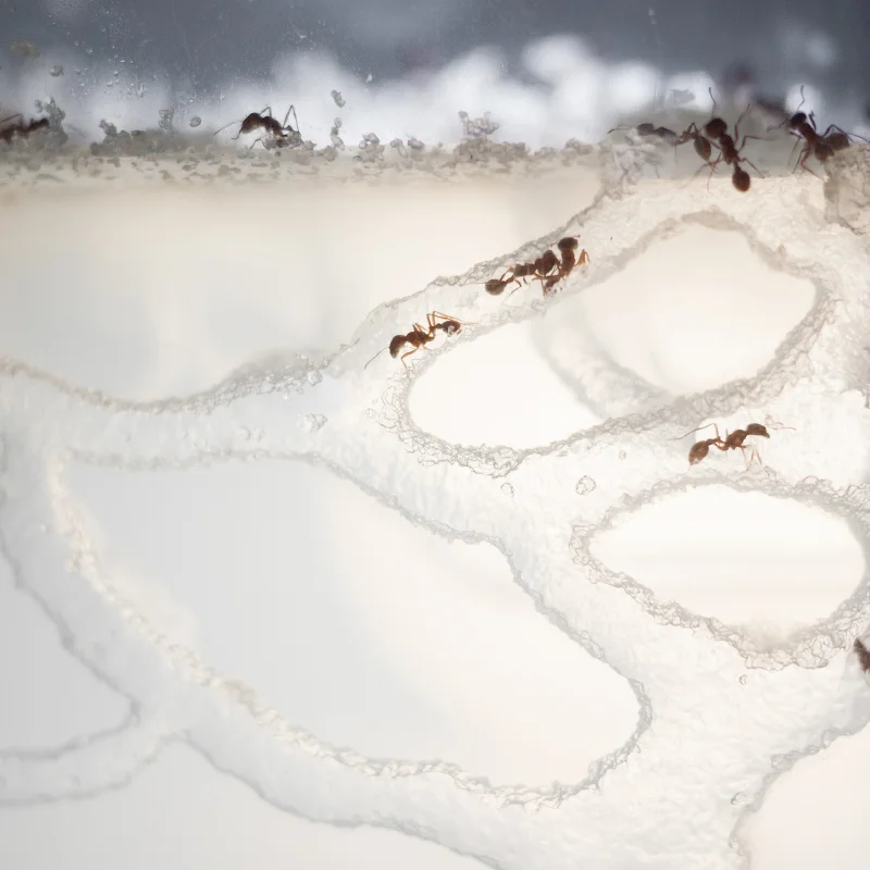 colony_necklace_ants_d.jpg