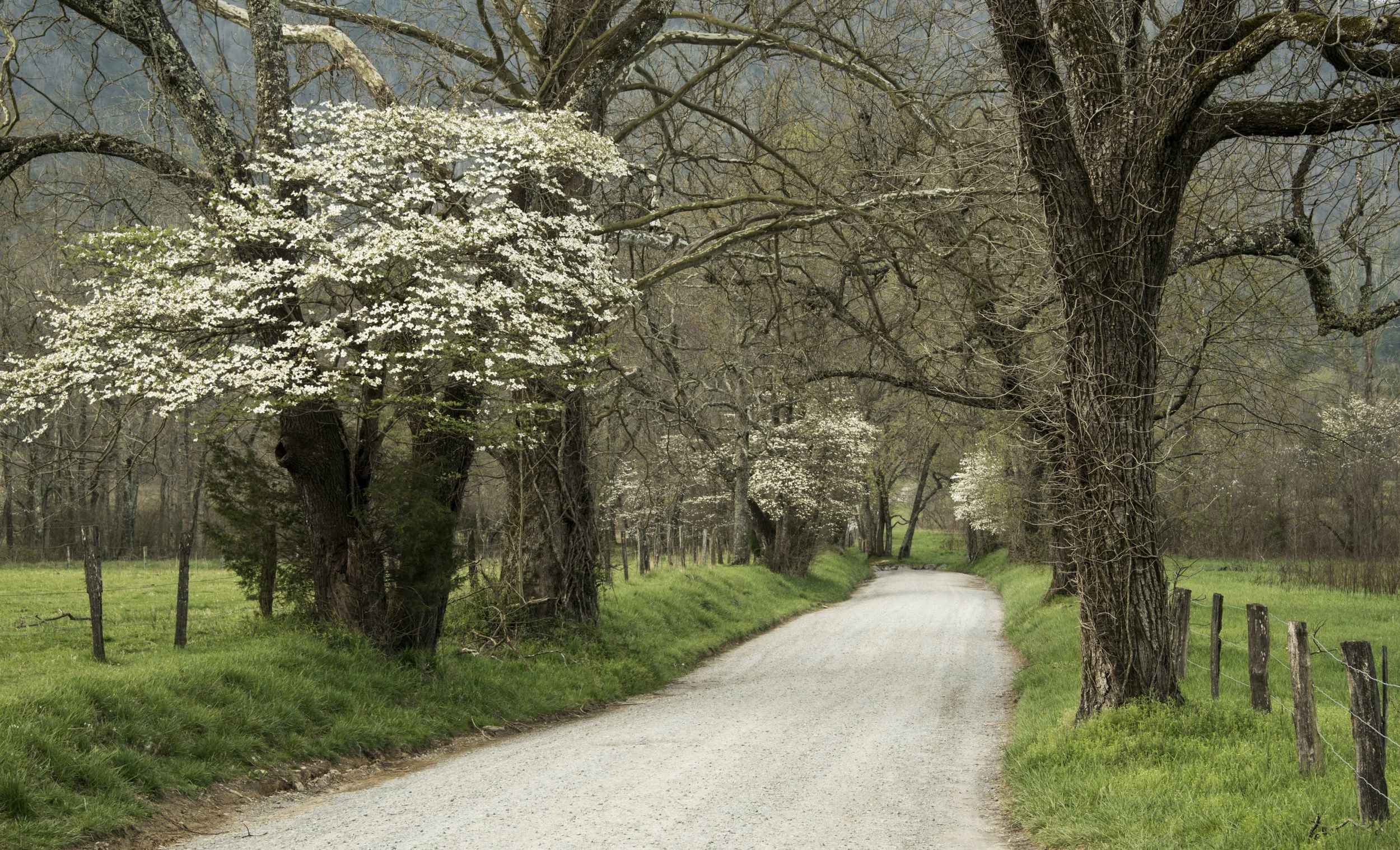 Dogwood Lane