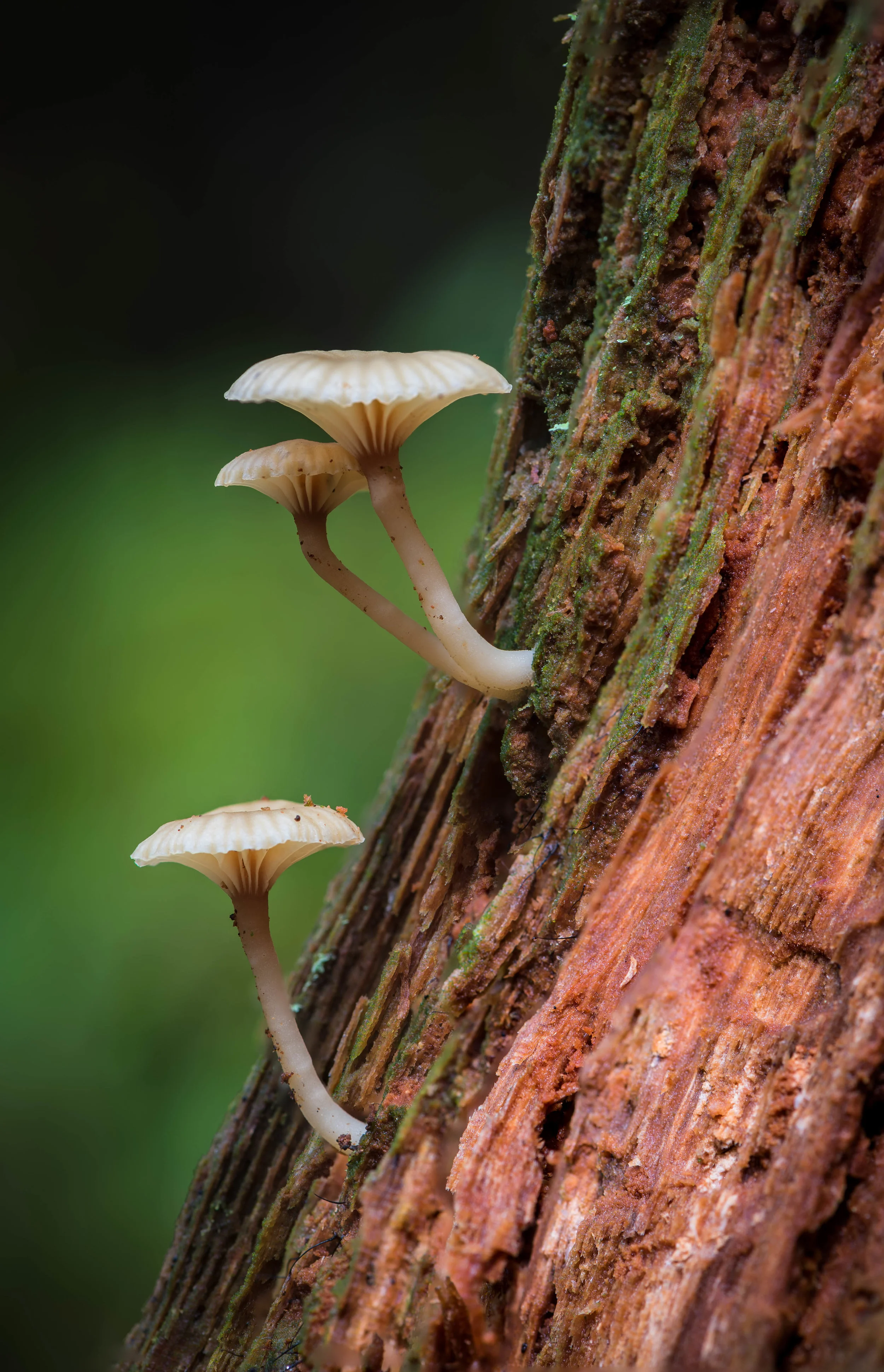 Tiny Mushrooms