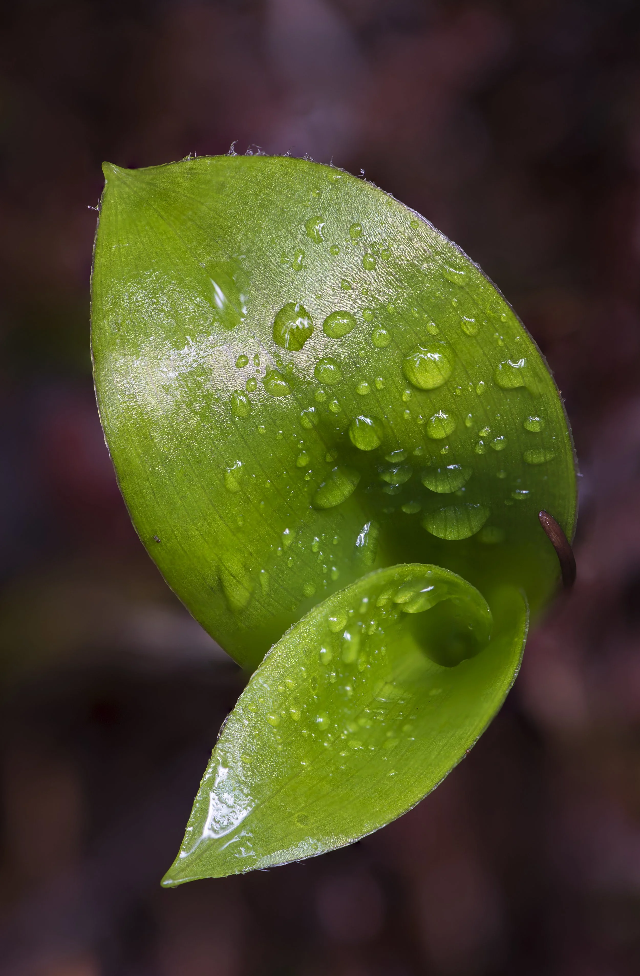 Dew Drop Leave