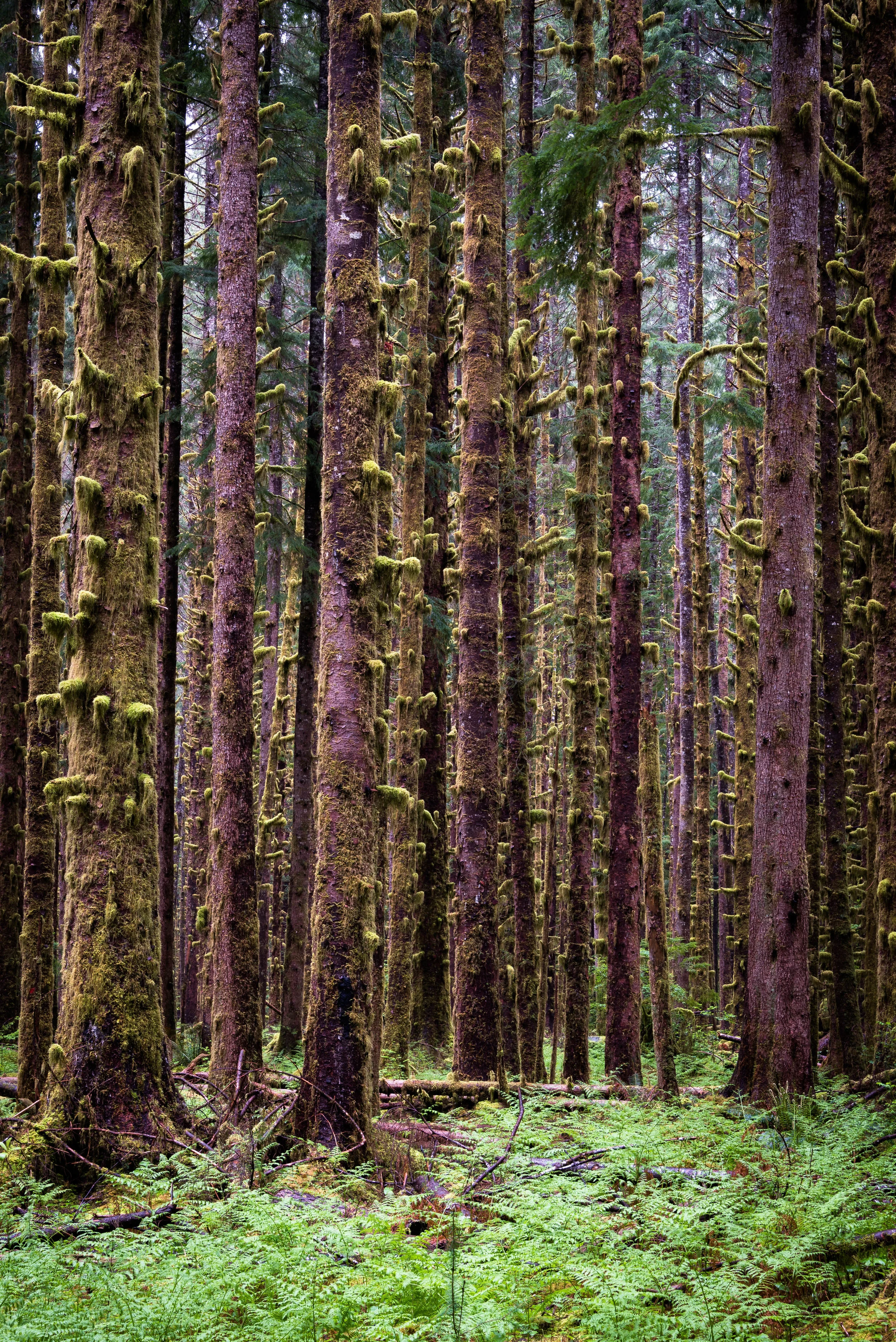 Evergreen and Mossy Trees