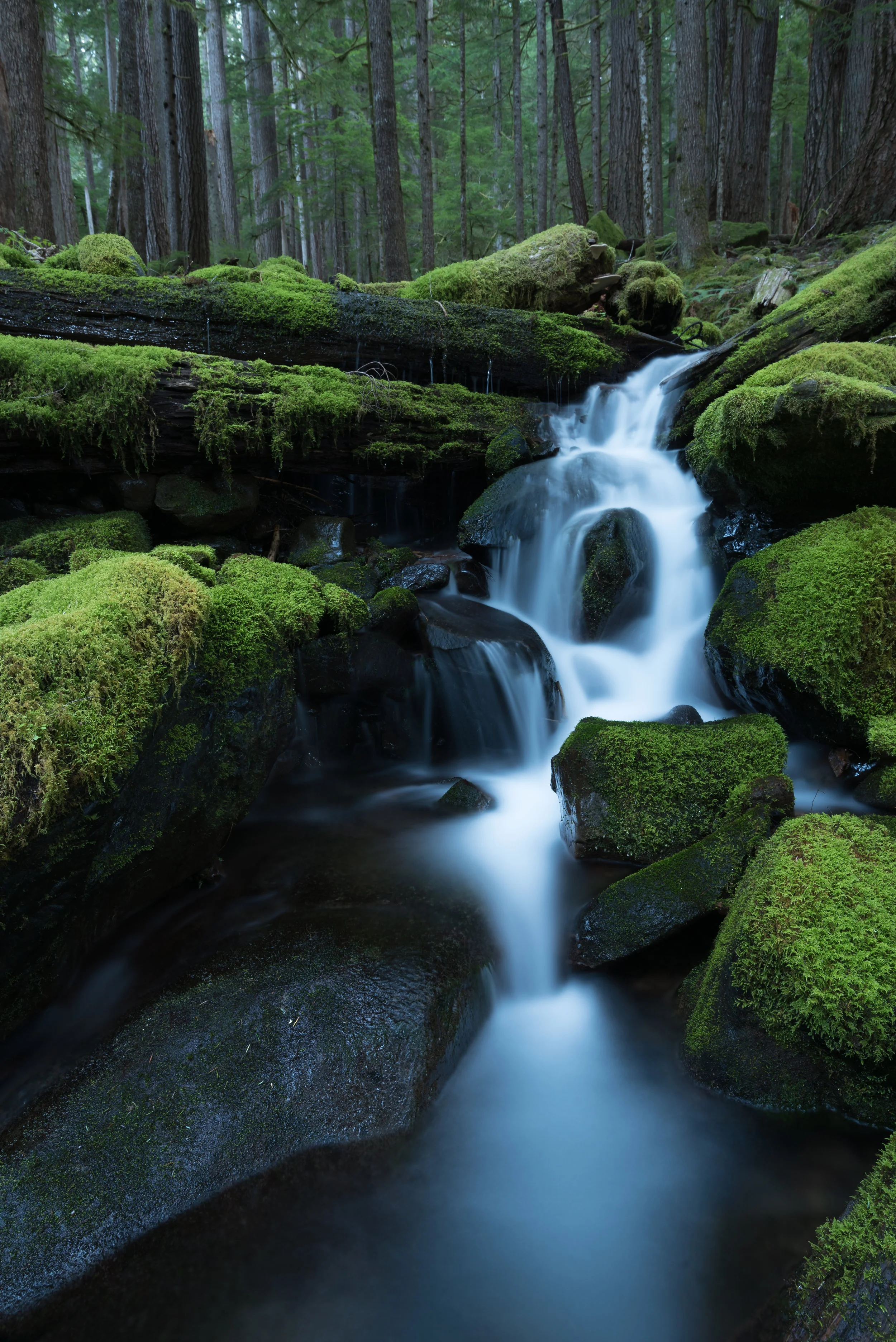 Hoe Rain Forest Mossy Stream