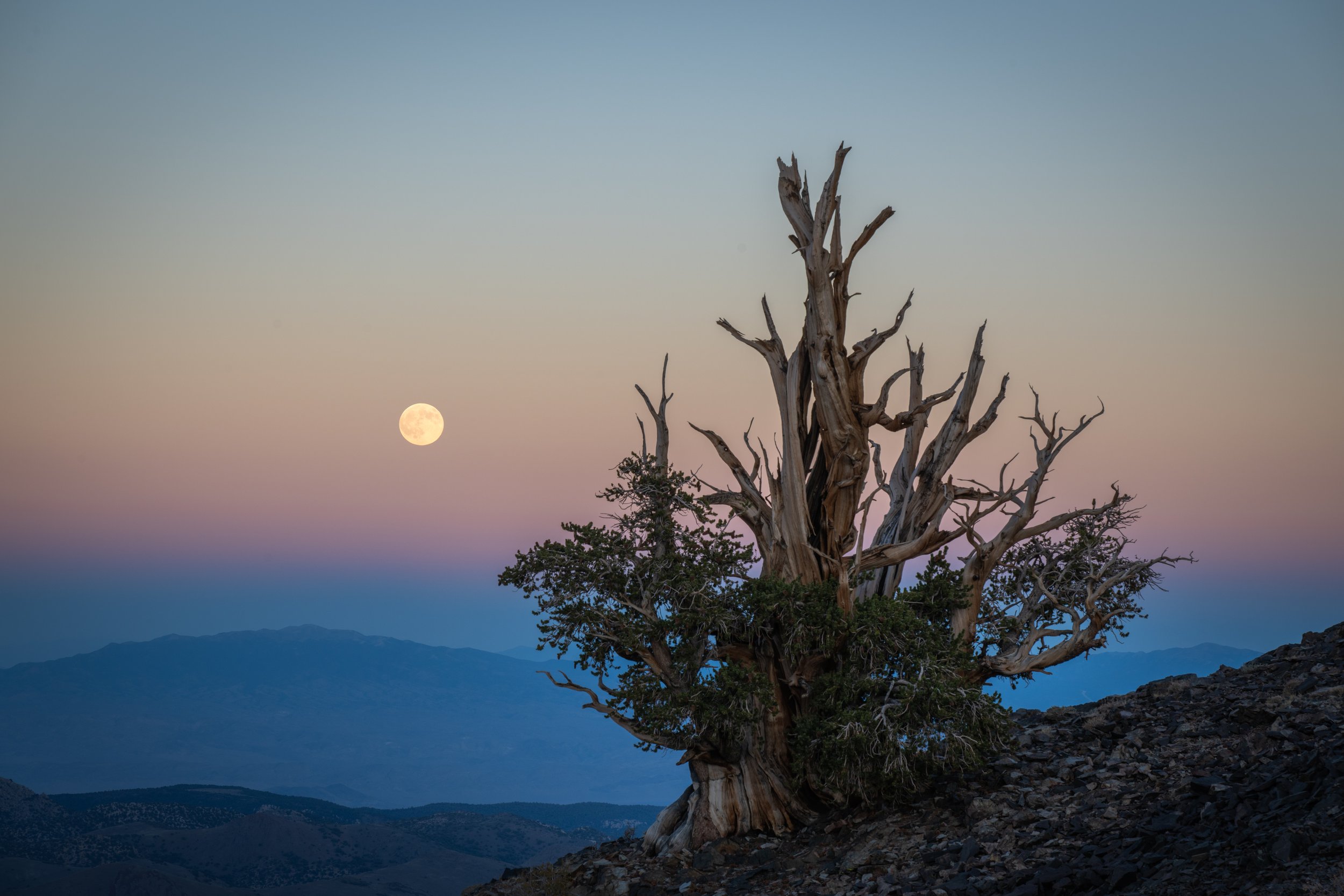 Bristlecone Moonrise