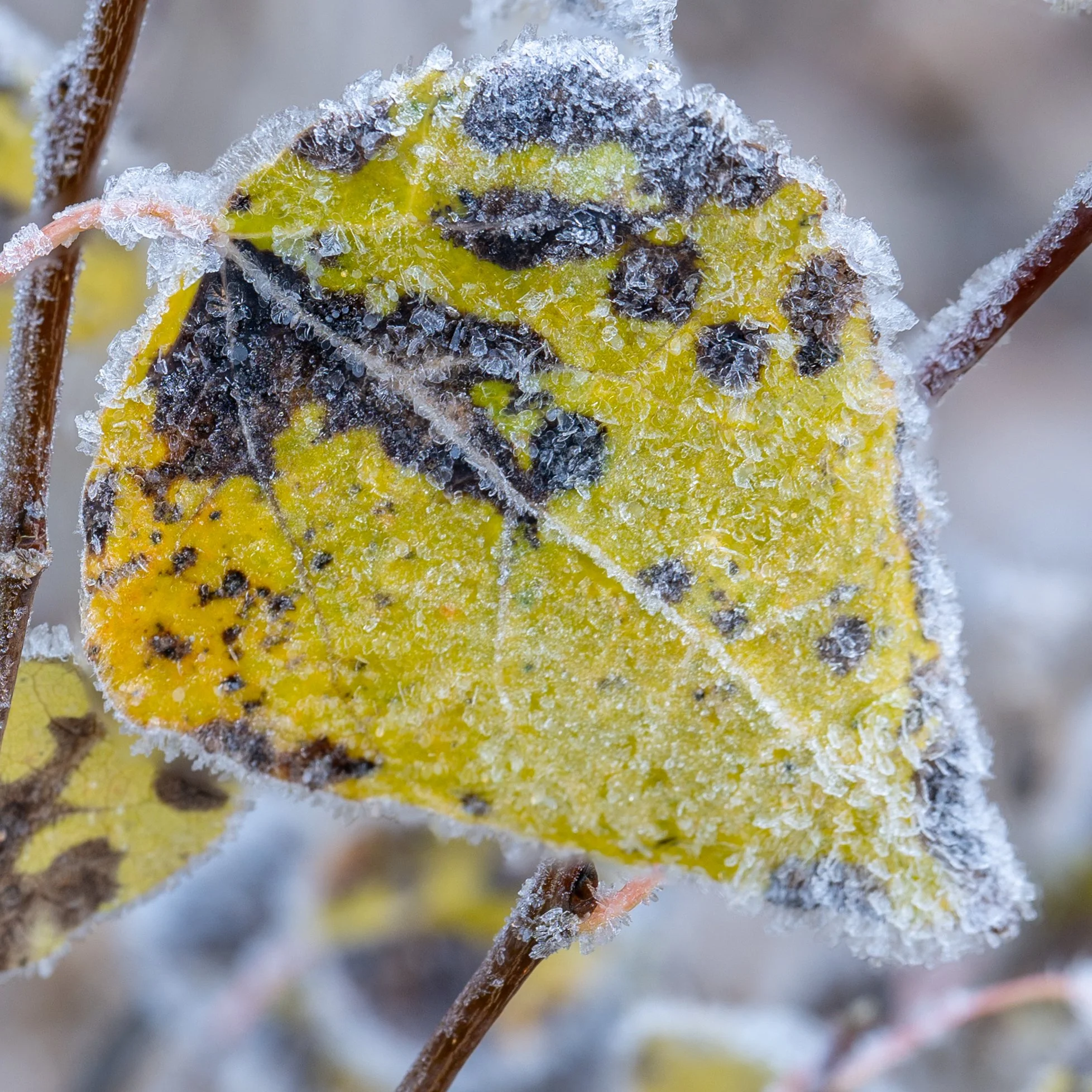 Frosty Leaf