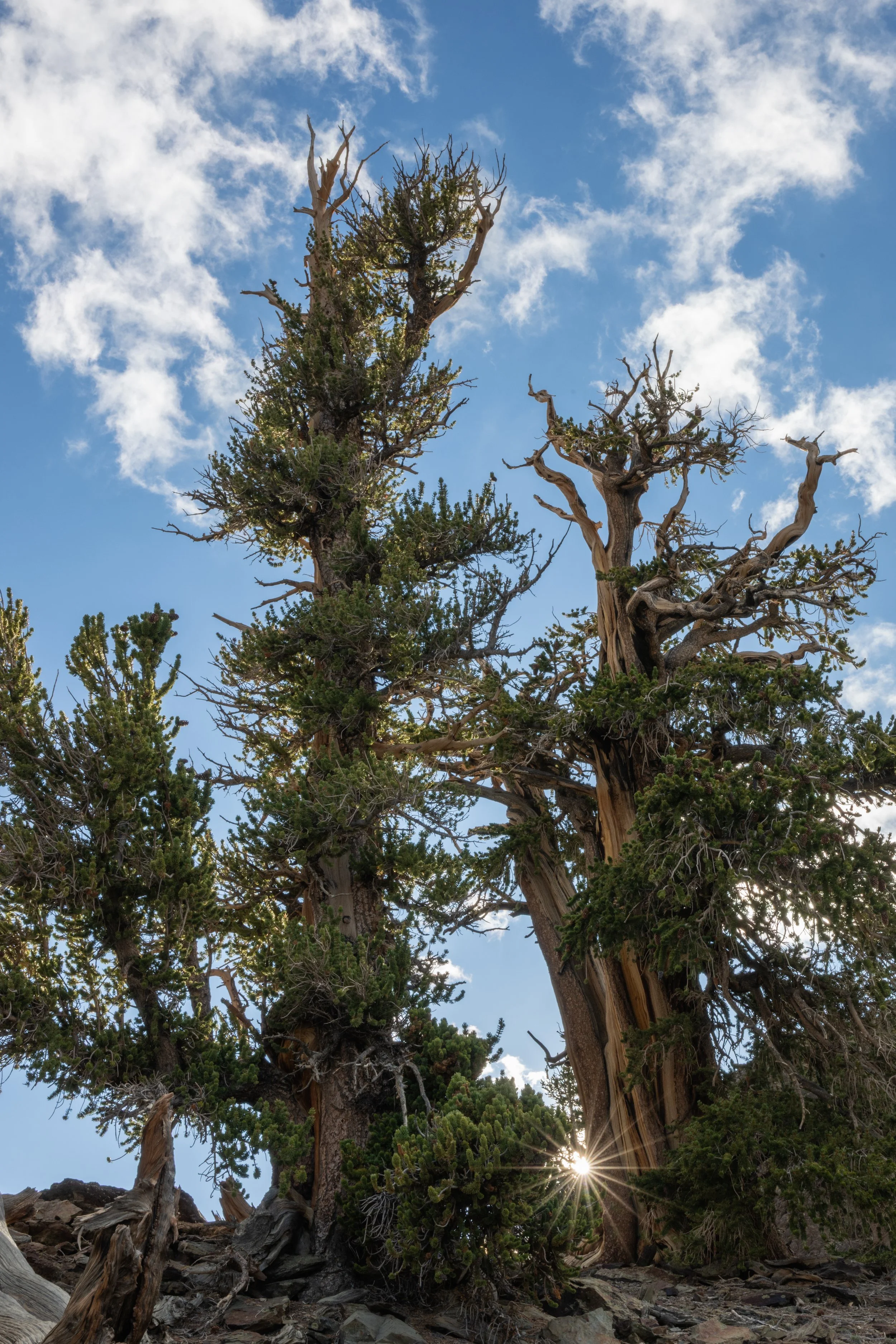 Bristle Cone Star