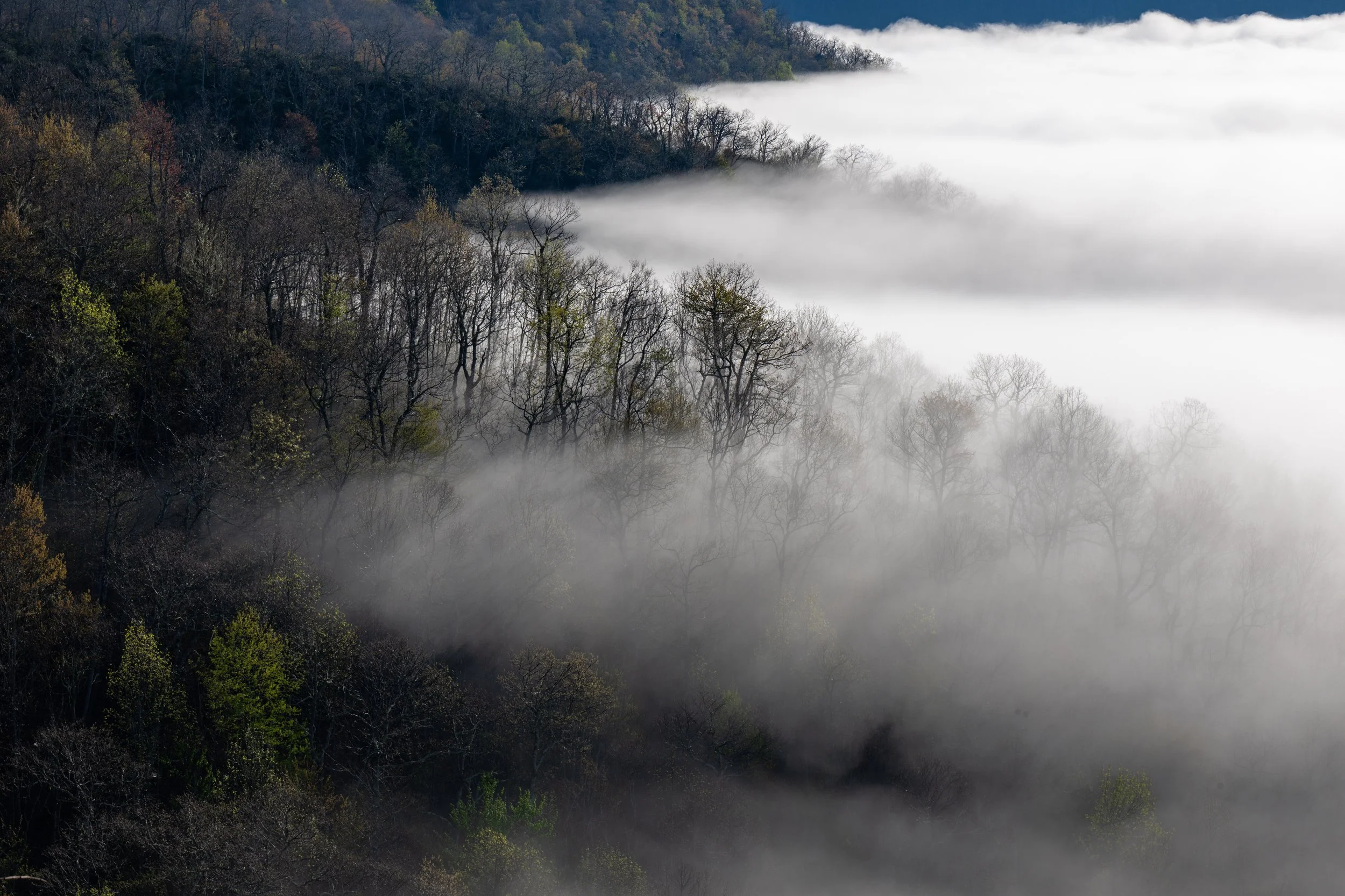 Foggy Banks