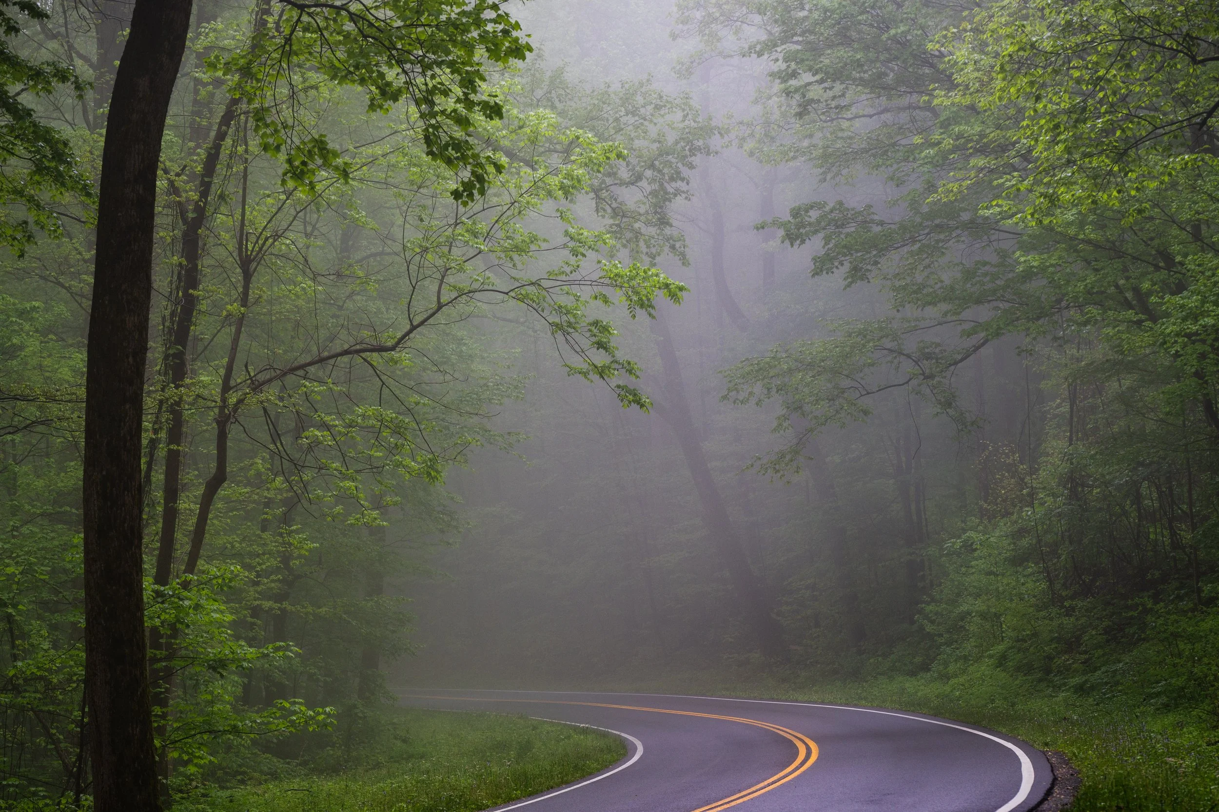 Smokie Foggy Curve
