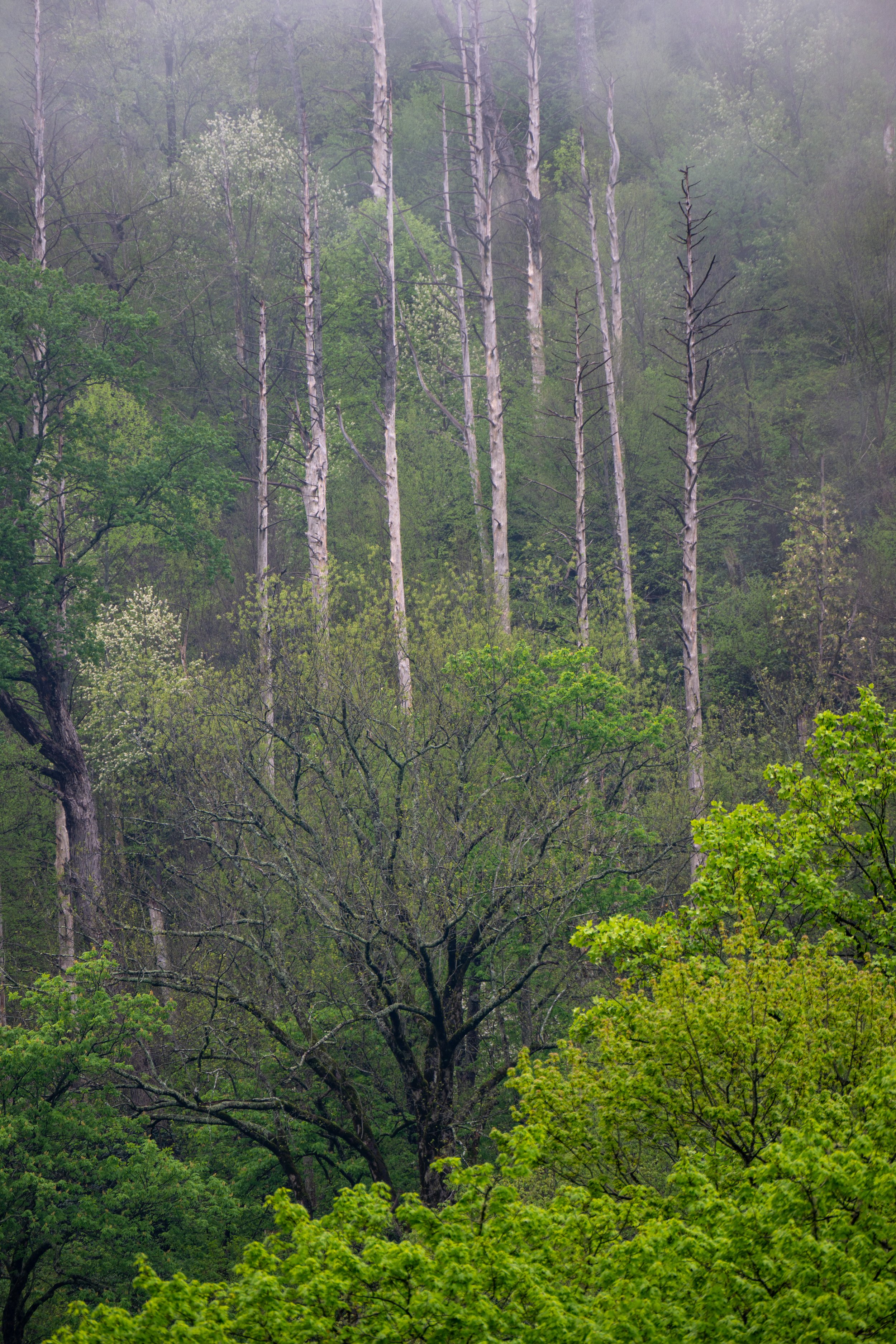 Forest Chaos