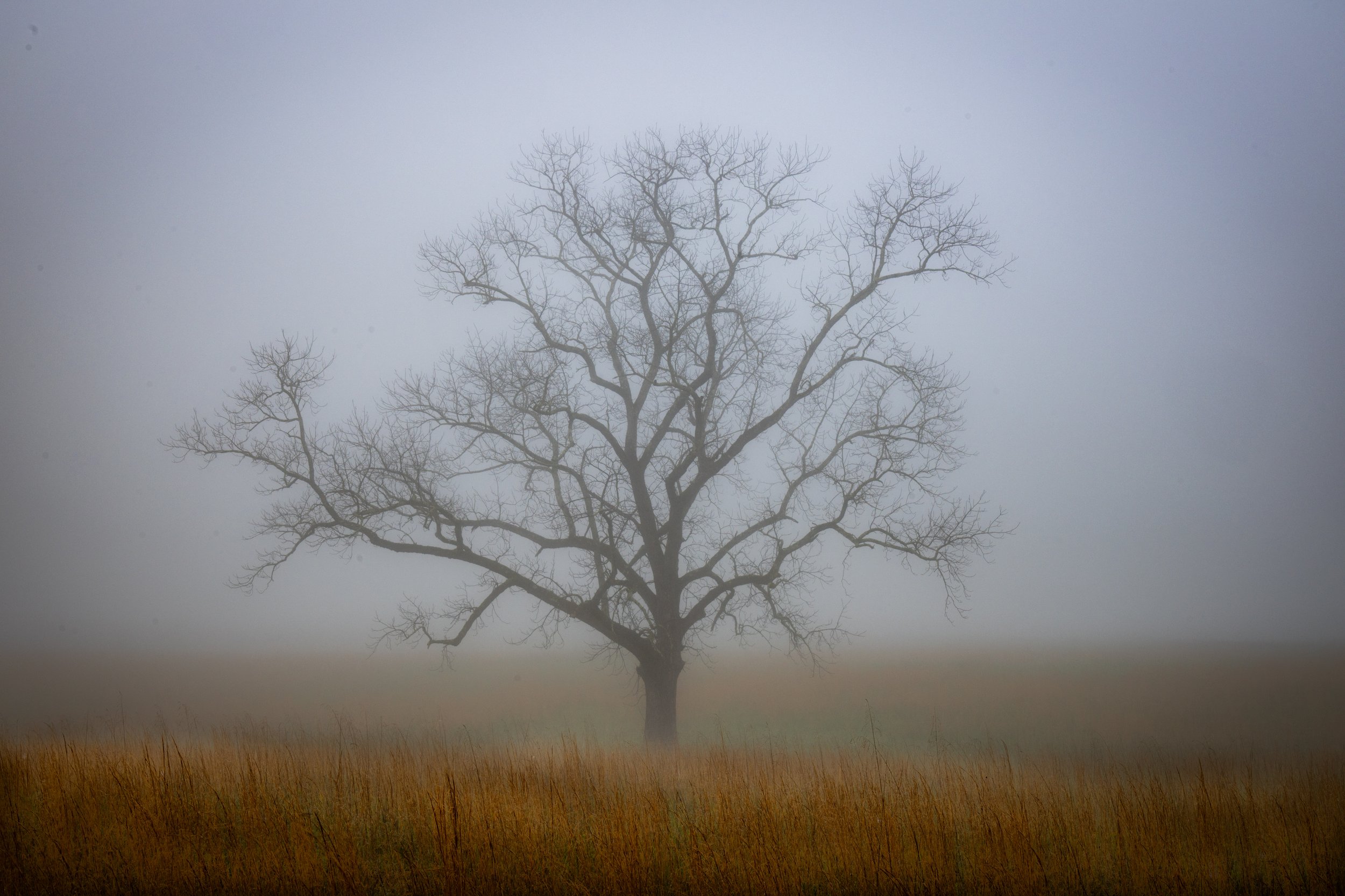 Foggy Meadow Tree