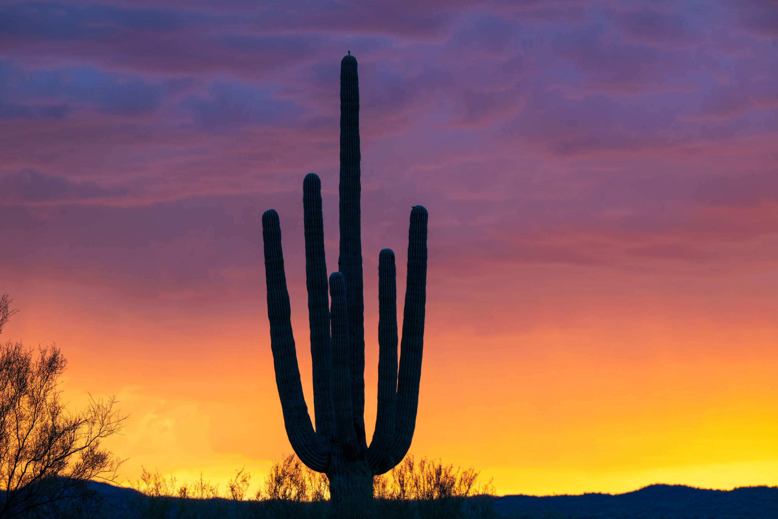 Cactus Twilights