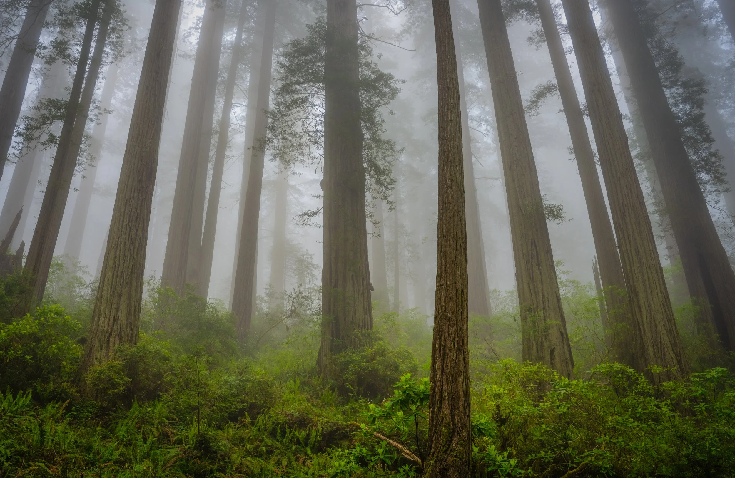 Redwoods Reaching