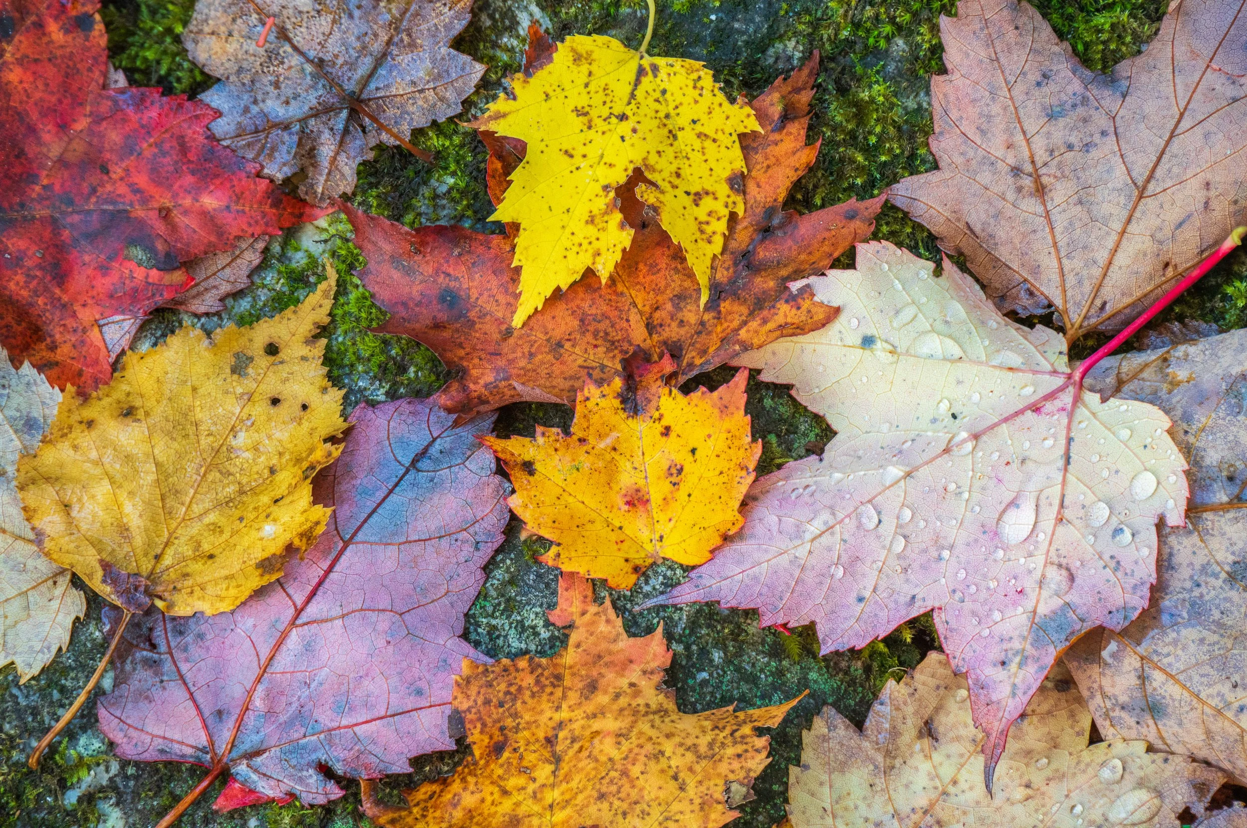 Leaf Color Explosion