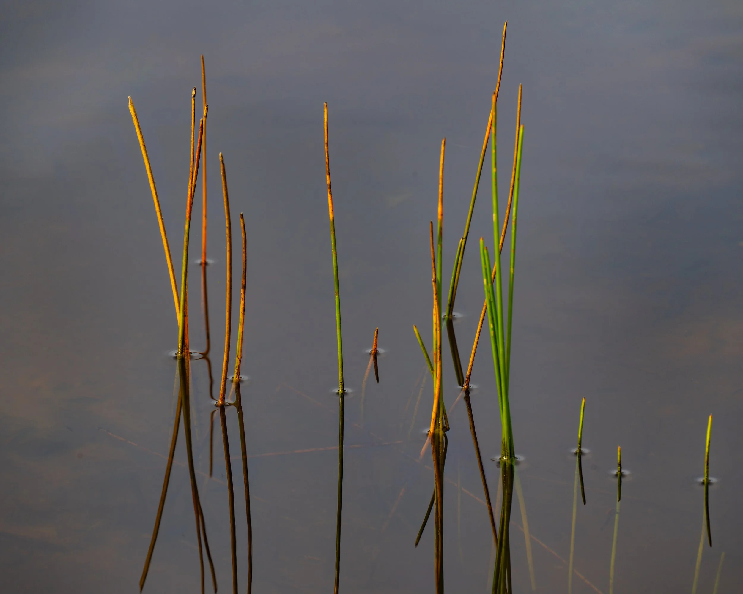 Pond Pushers