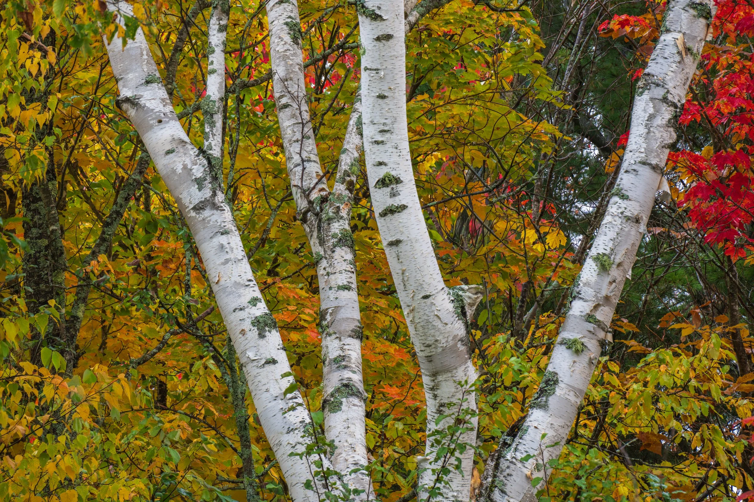 Fall Y's