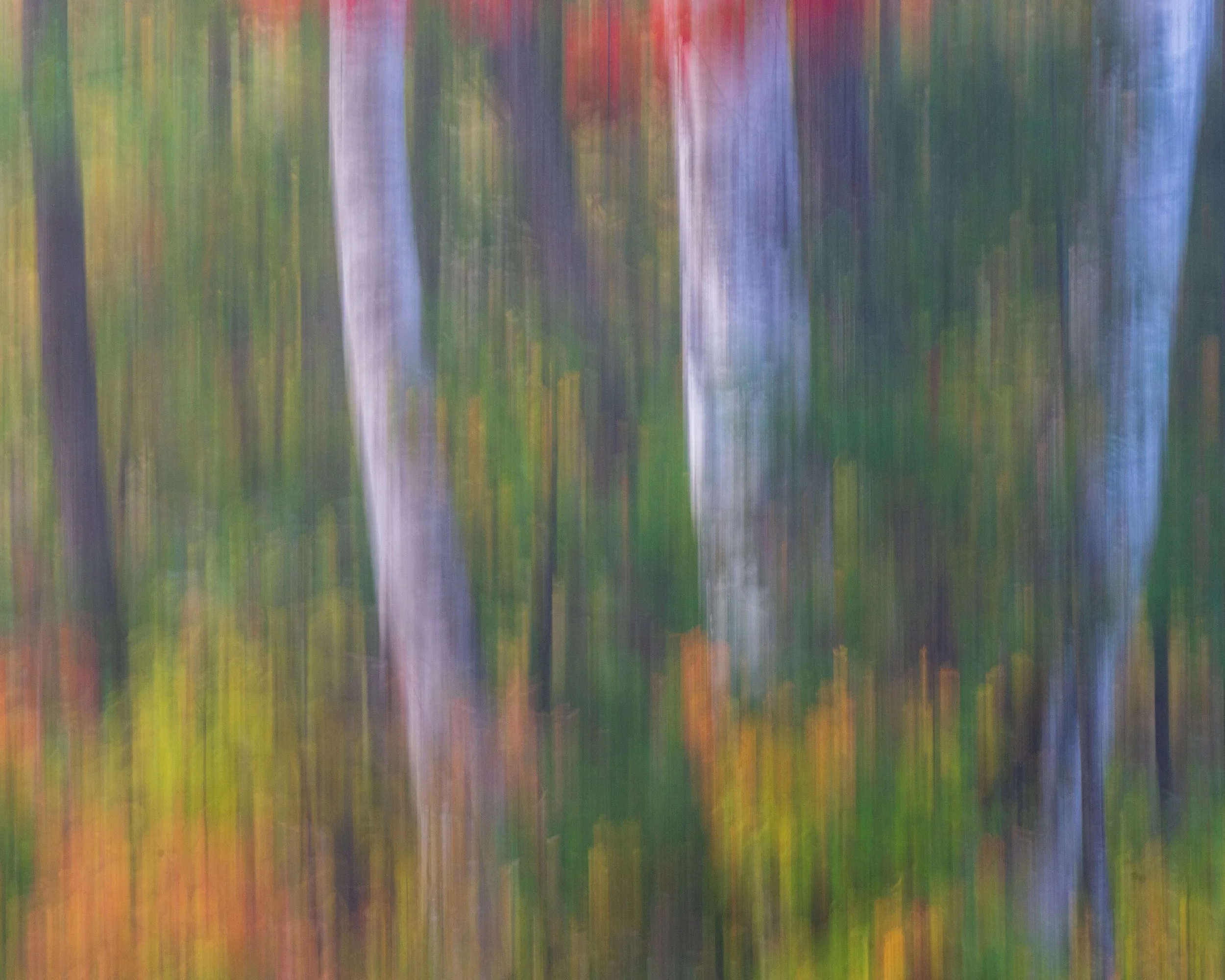 Birch Blurs