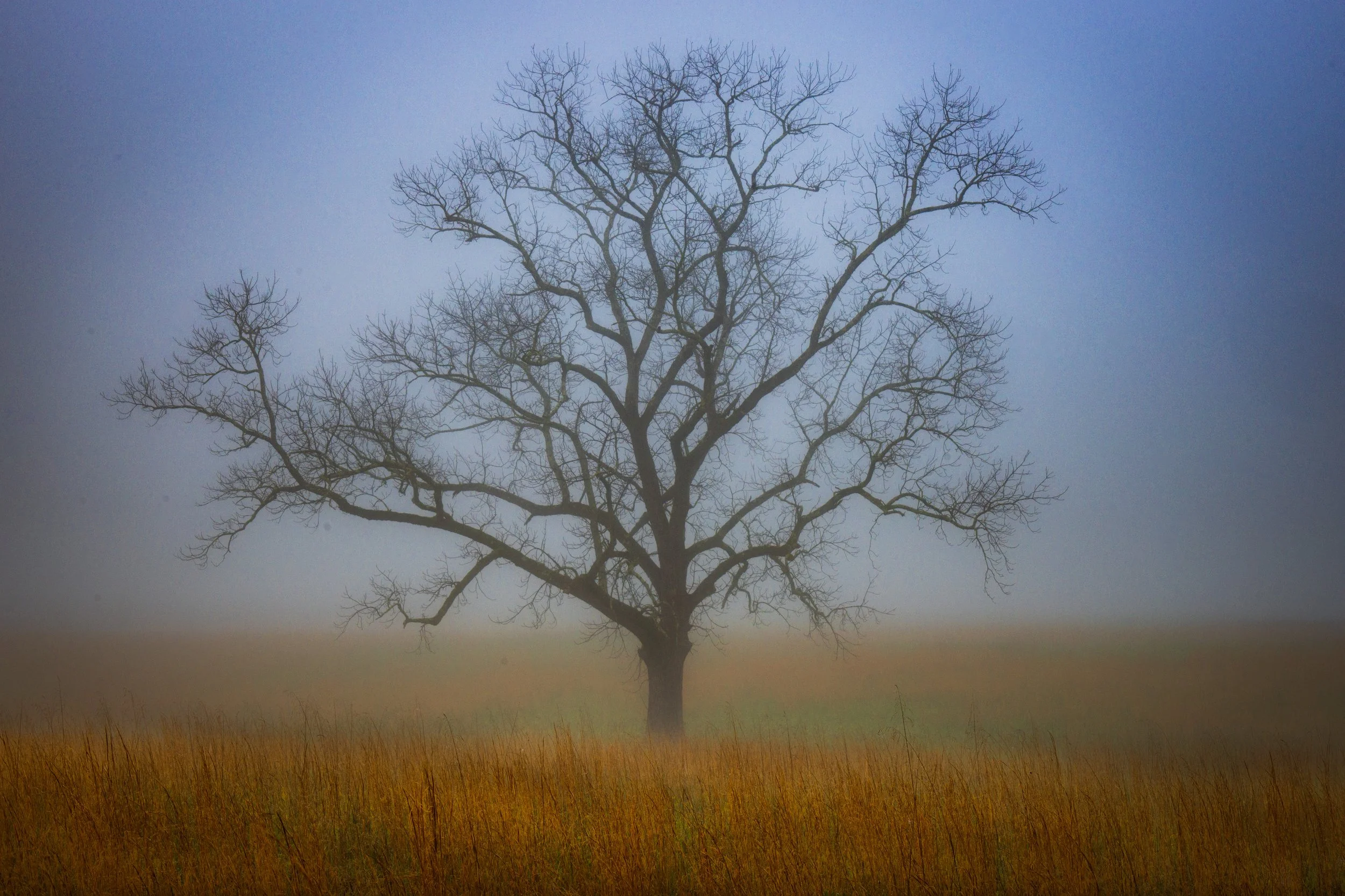 Foggy Meadow Tree