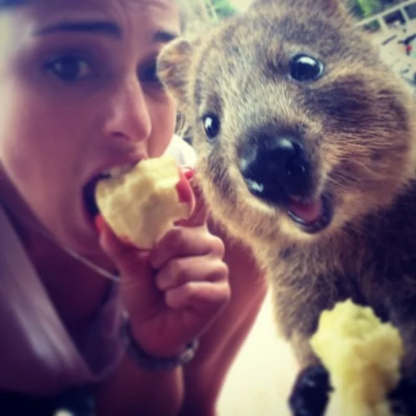 quokka-selfie-trend-cute-rodent-australia-18__605.jpg