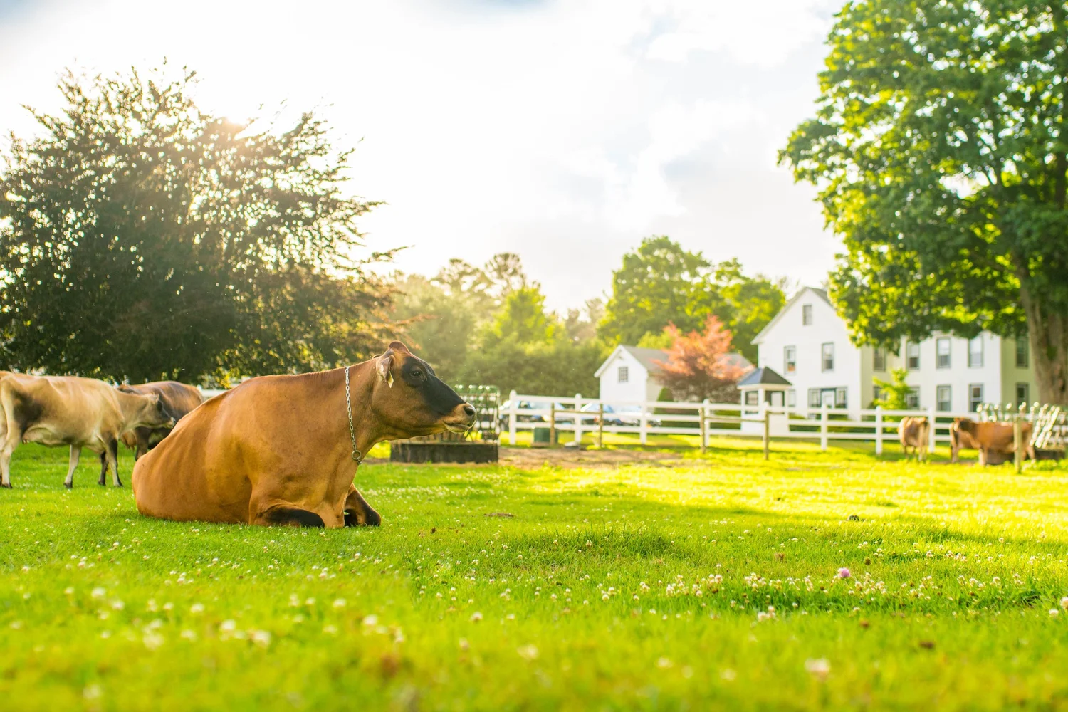 Arethusa Farm Dairy