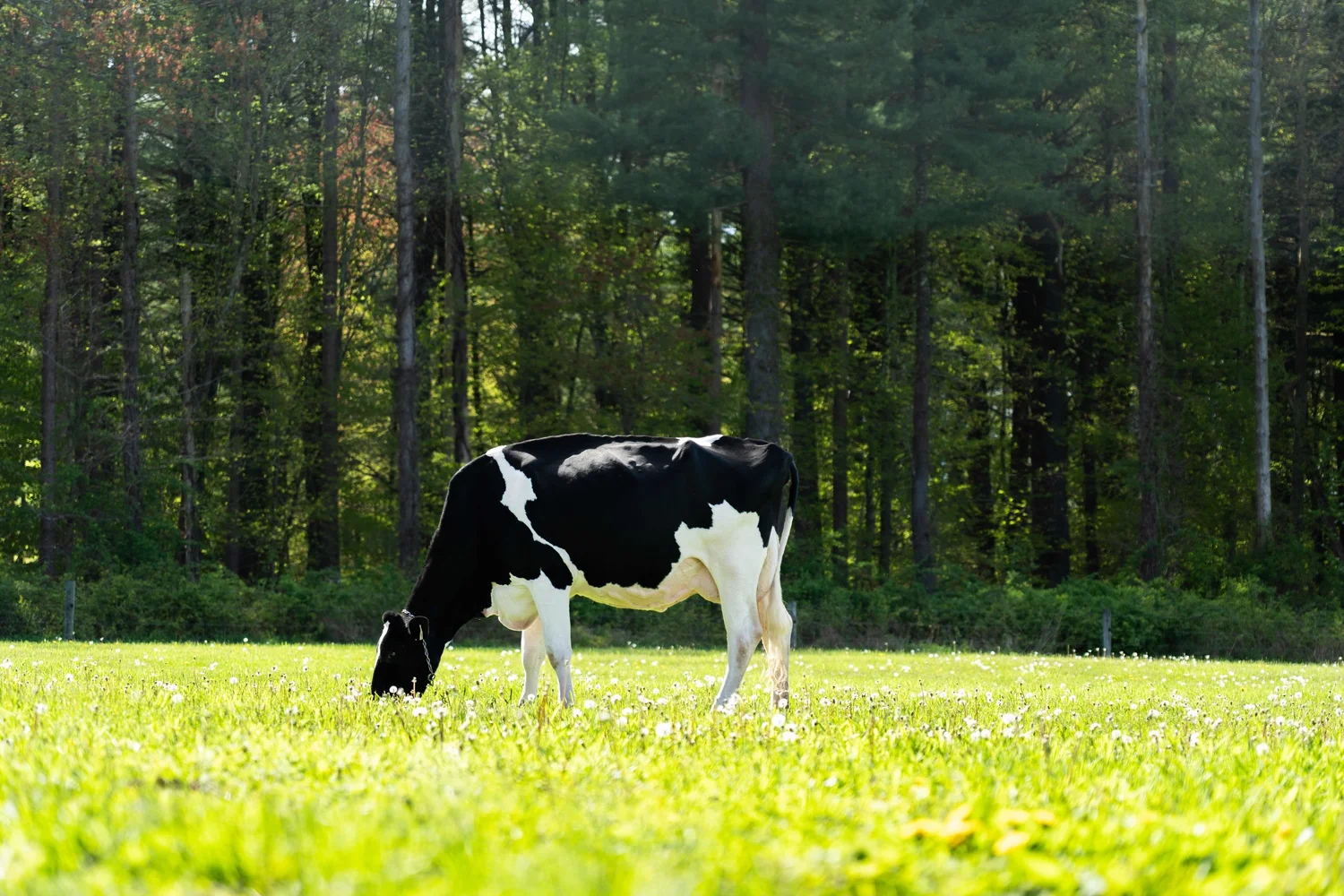 Arethusa Farm Dairy