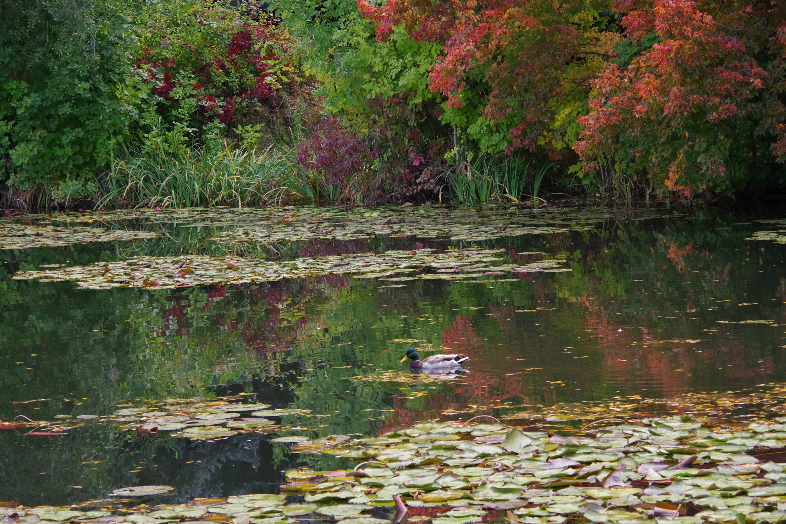 Albertson's Park 10.01.2017-29.jpg
