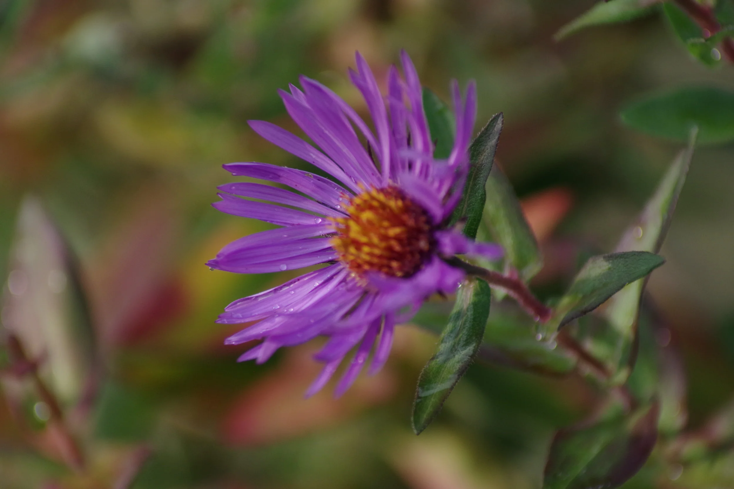 Albertson's Park 10.01.2017-8.jpg