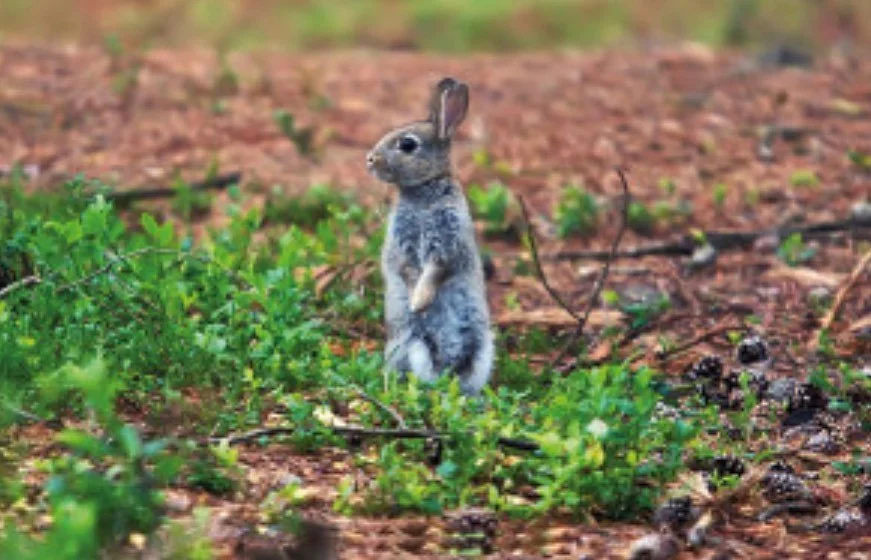 Cheerful New Year! 

&hellip;
Cheerful Tibetan New Year (Losar) on this tender exalted and visionary New Moon in Pisces conjunct Neptune. Time is hardly a factor as our next steps arise in vital spirit and with the crashing spirit of the mist on wave