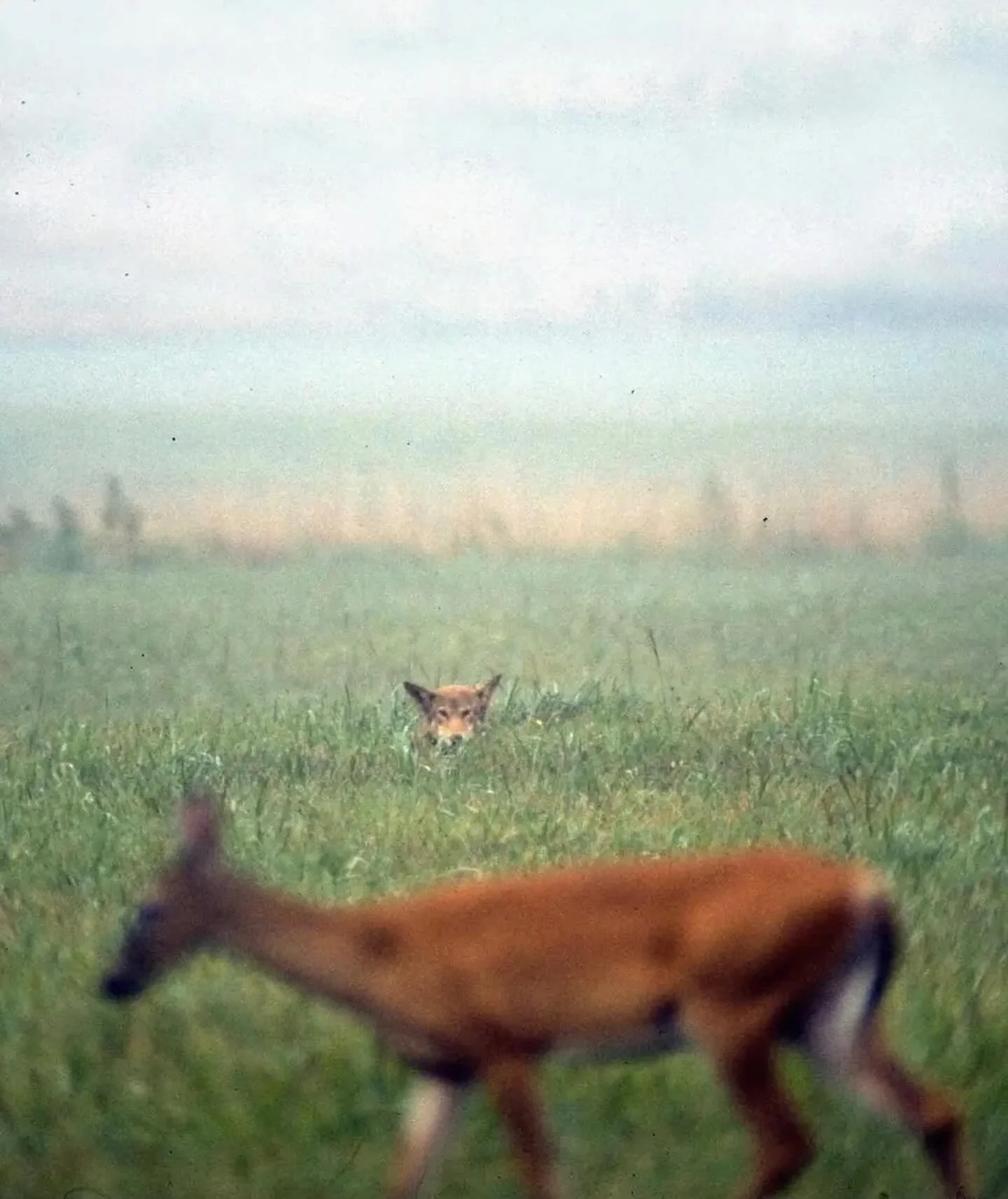 May 6: Pluto Rx (6&ordm; Aquarius)
Image via @analoginspo
Red wolf watching deer at Cades Cove &mdash; Great Smoky Mountains.
Courtesy of United States Fish and Wildlife Service Red Wolf Recovery Program (USFWS).

Pluto stations retrograde in Aquariu