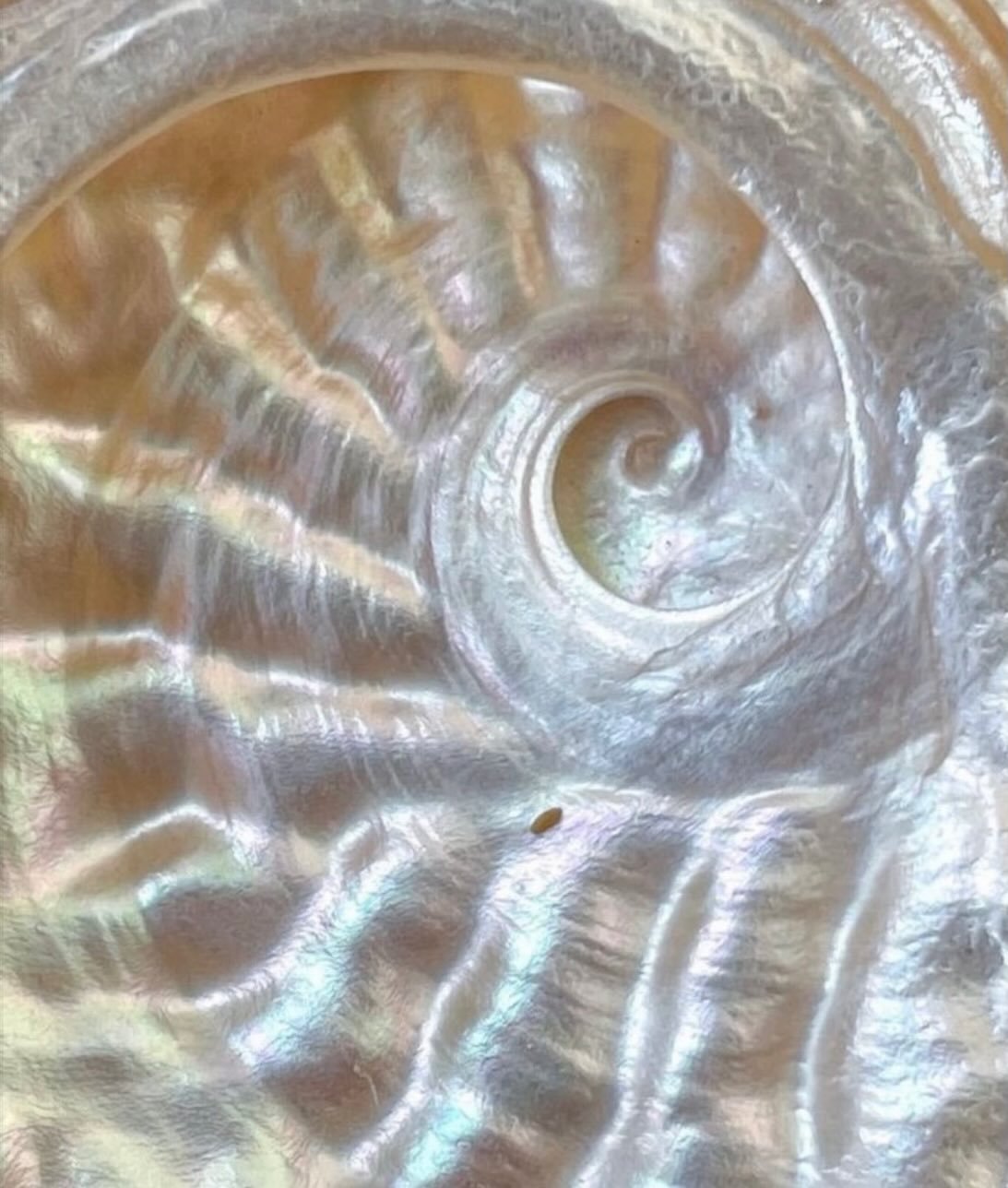 Shell image via @endless__spiral &mdash; What house is the June 8th-9th Venus-Jupiter conjunction in Cancer lighting up in your personal astrology chart? Move to seed belonging, tender hearted connection, and listen to pings for what truly nourishes 